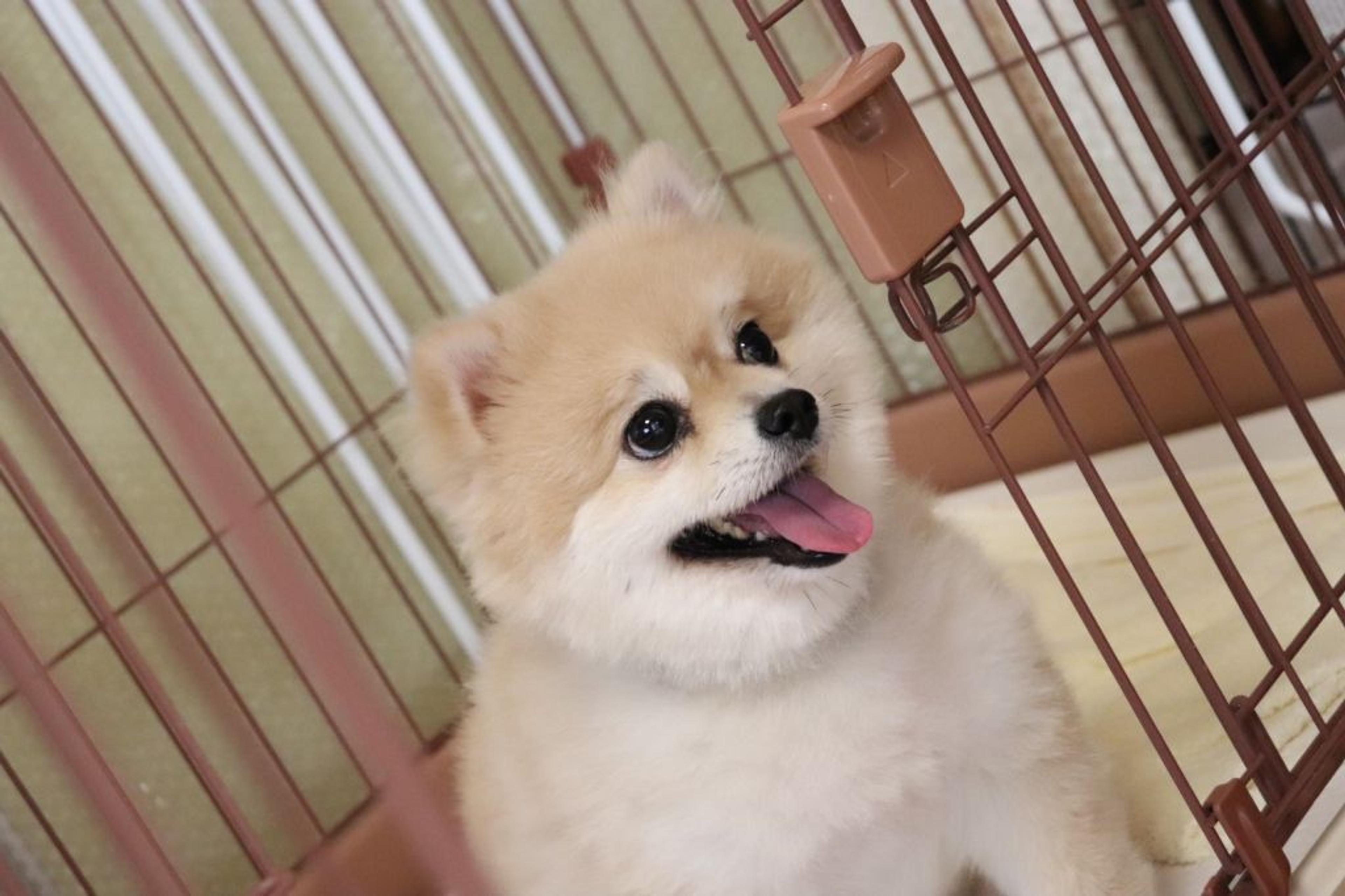 pet-image-3