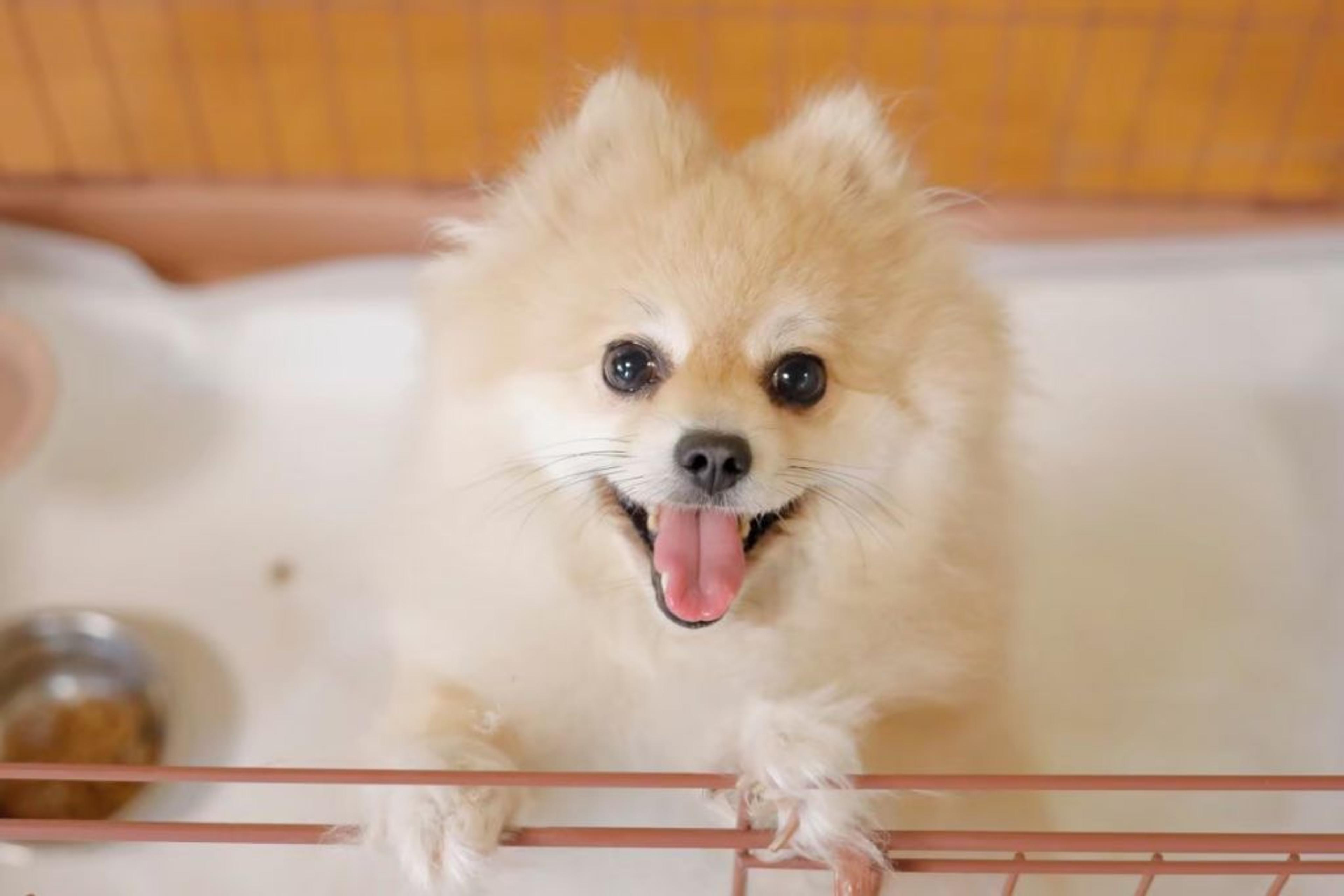 pet-image-4