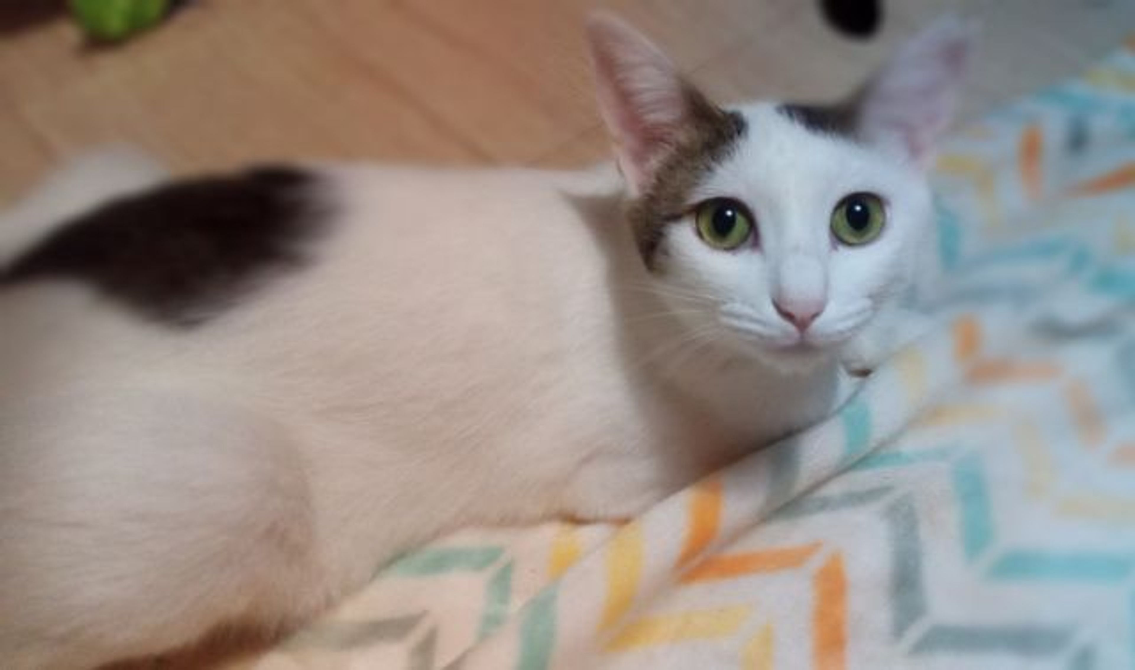 雑種（ミックス猫）・メスの里親募集の写真