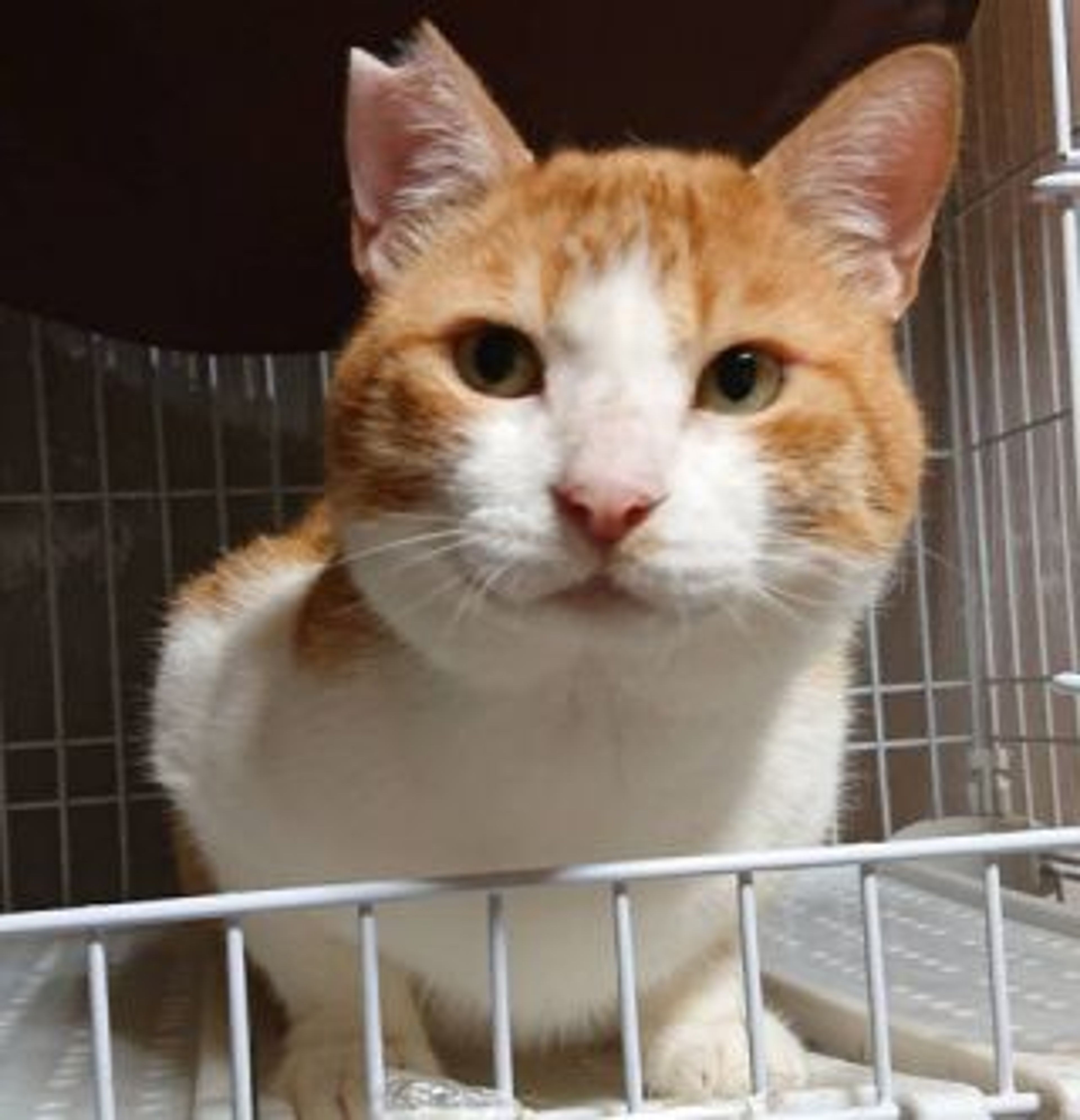雑種（ミックス猫）・オスの里親募集の写真