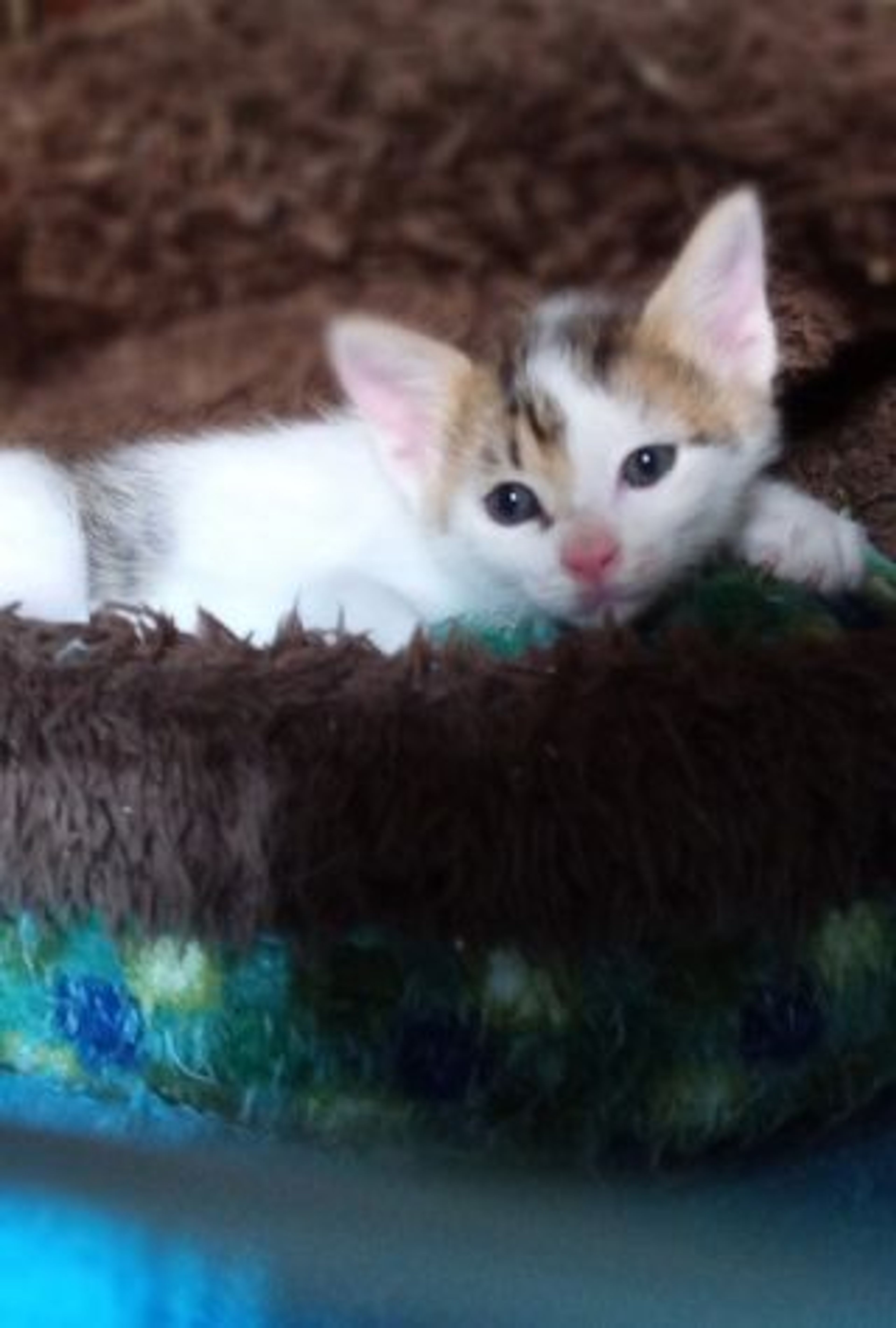 雑種（ミックス猫）・メスの里親募集の写真