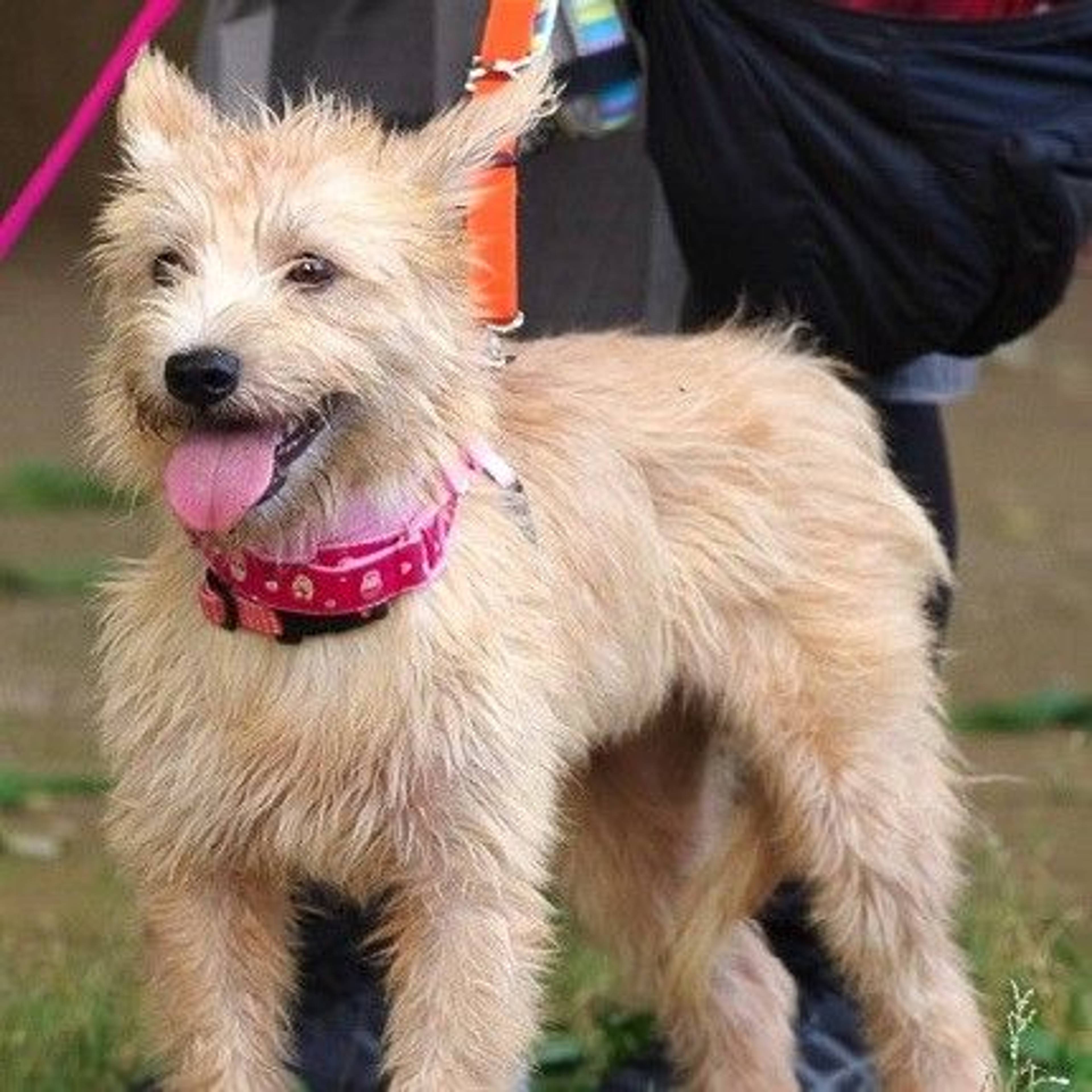 雑種（ミックス犬）・メスの里親募集の写真
