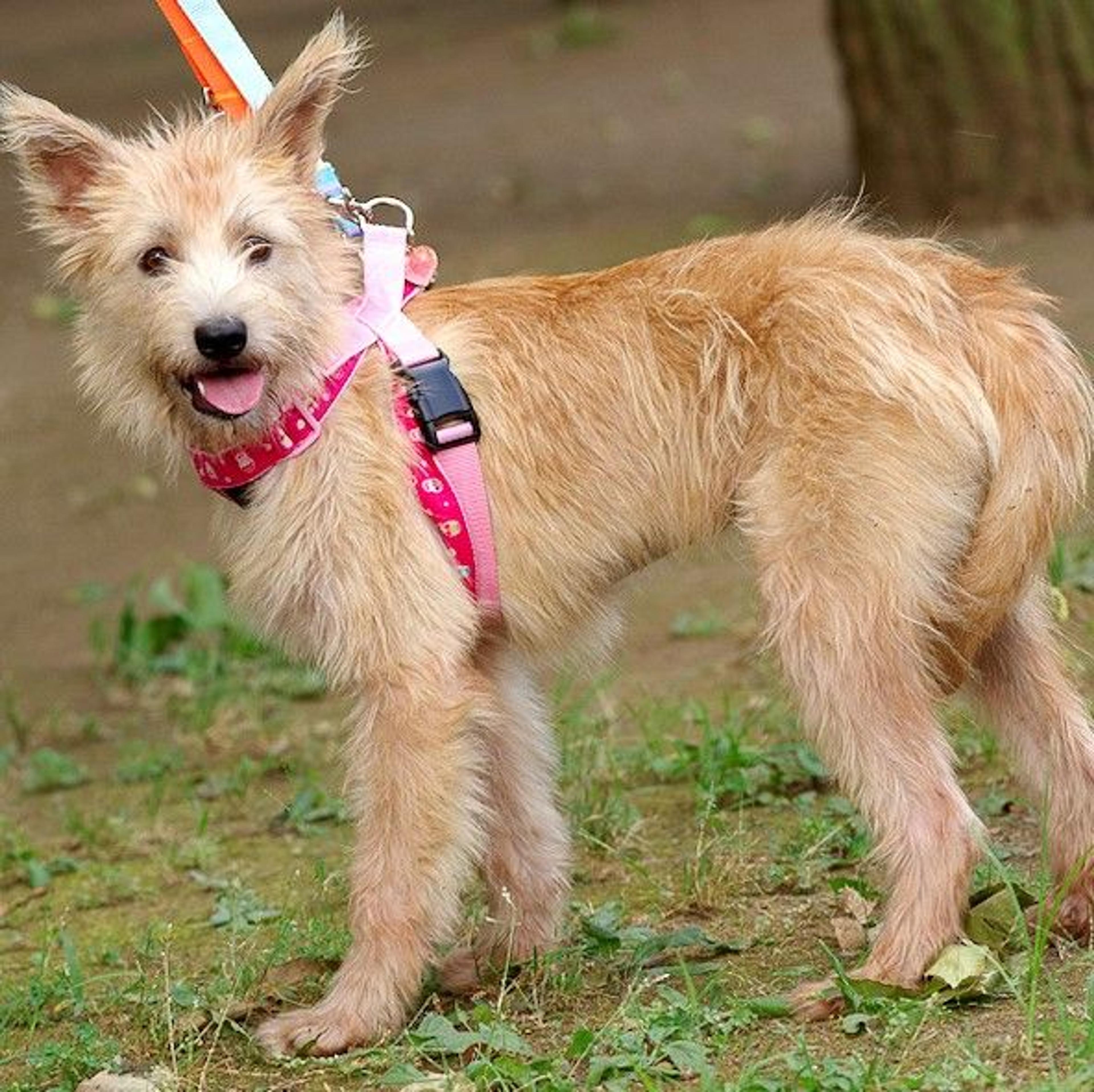 pet-image-3