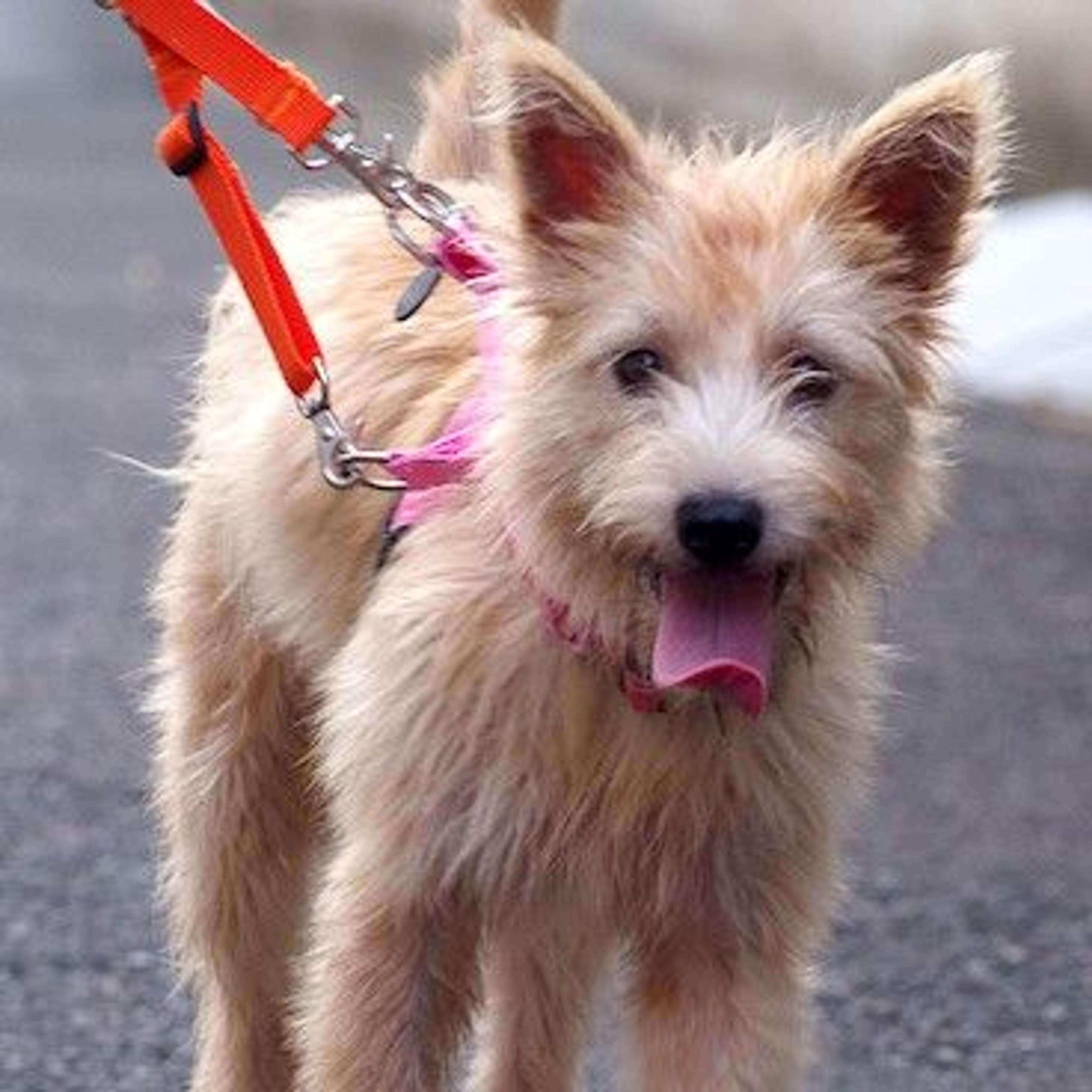 pet-image-4