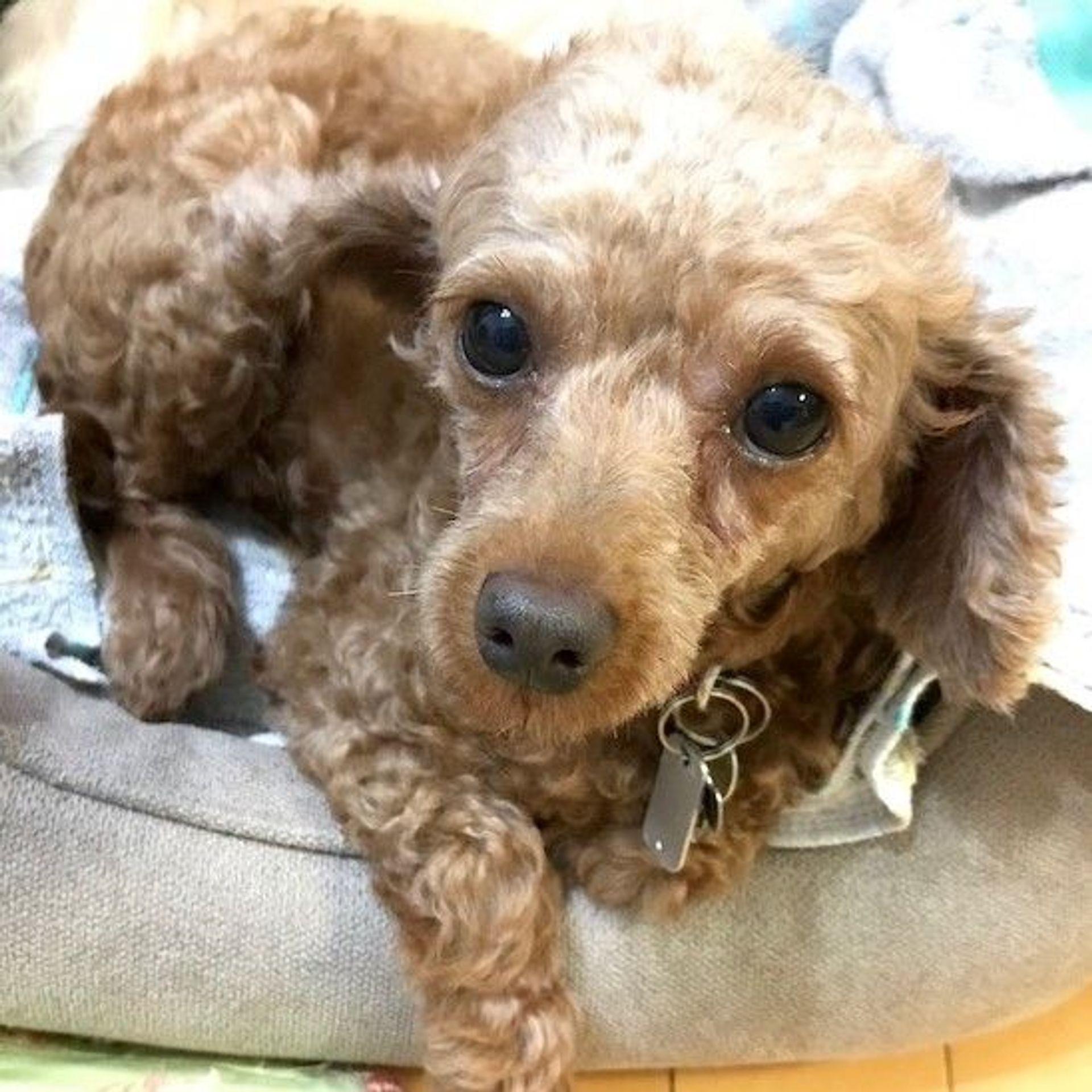 雑種（ミックス犬）・メスの里親募集の写真