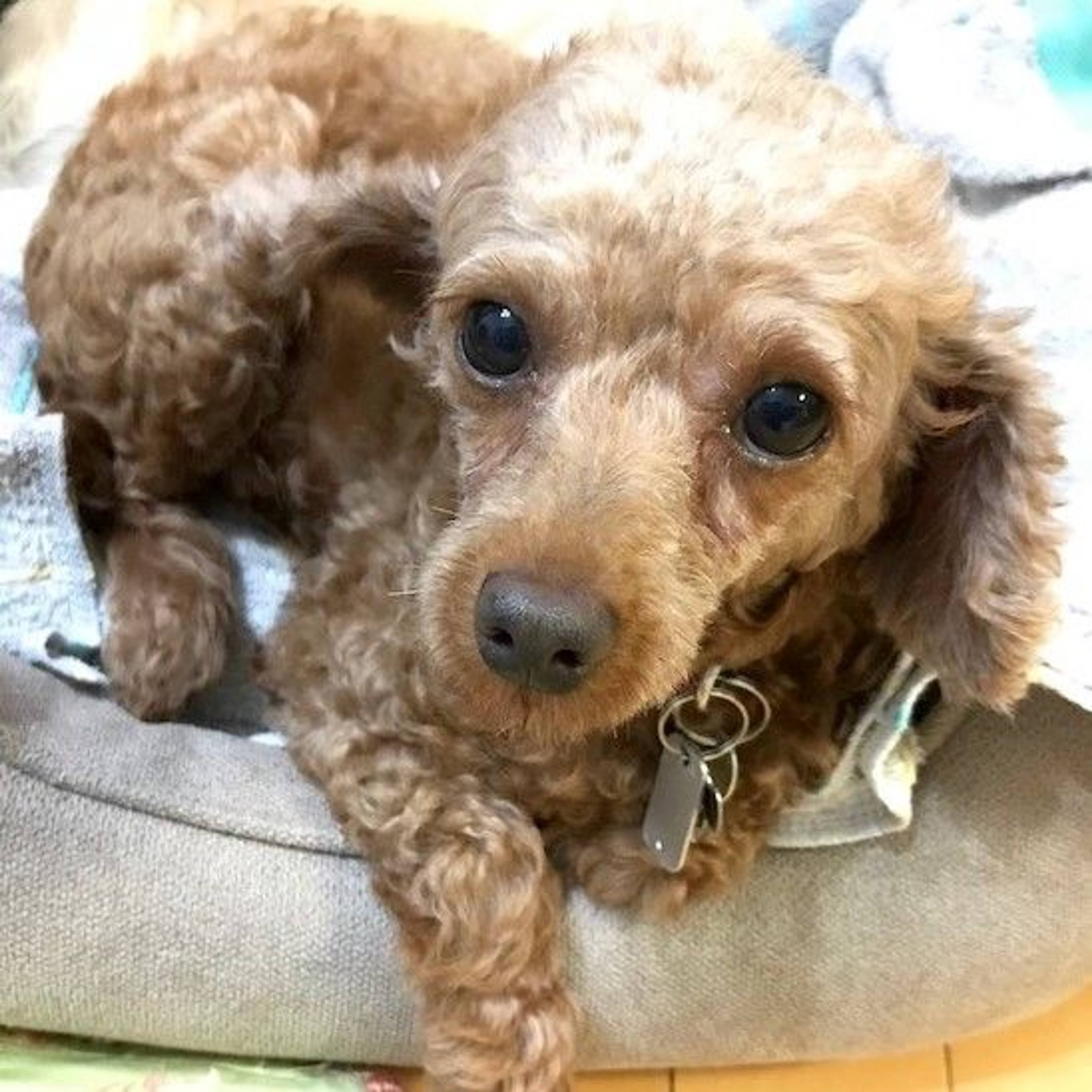 雑種（ミックス犬）・メスの里親募集の写真