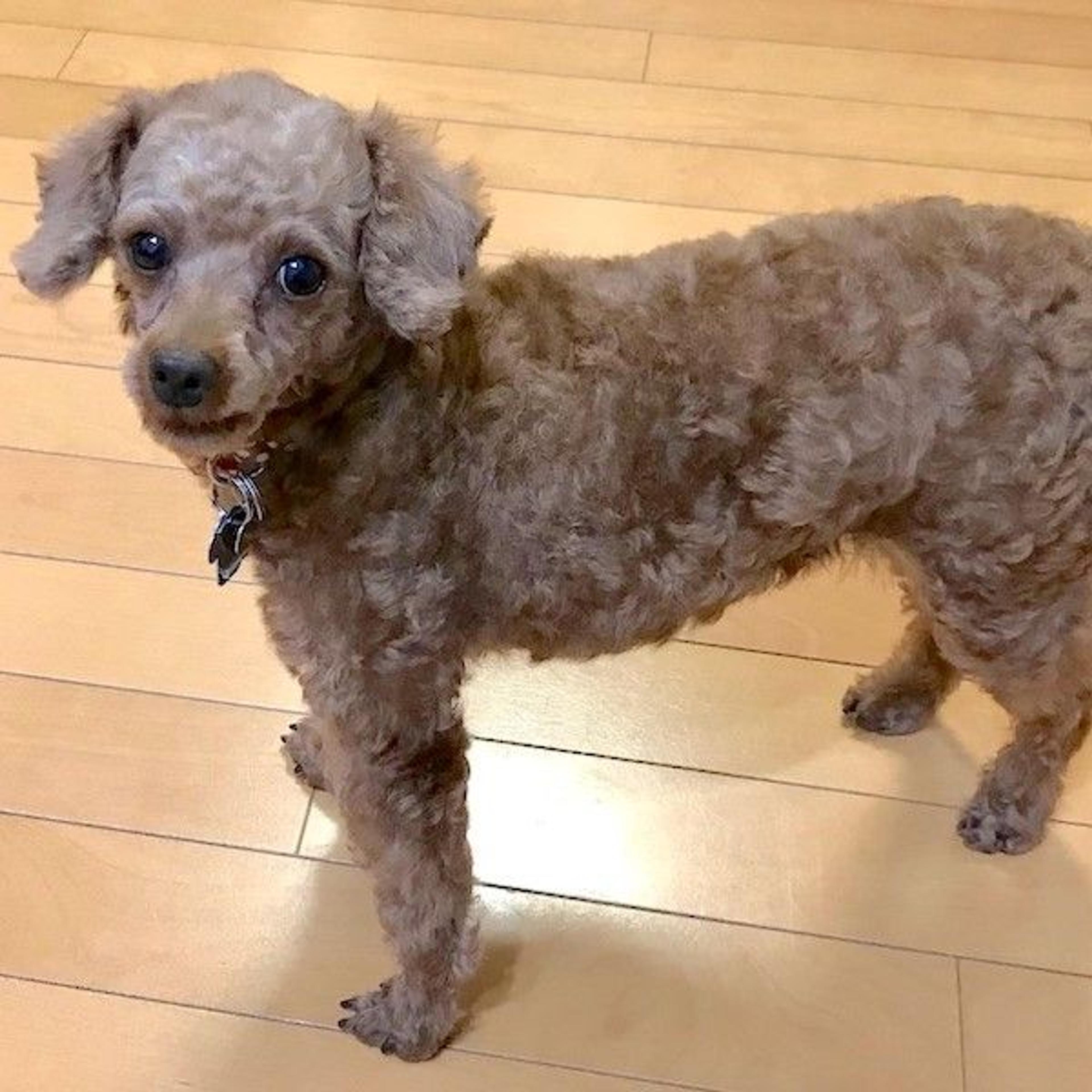 pet-image-2