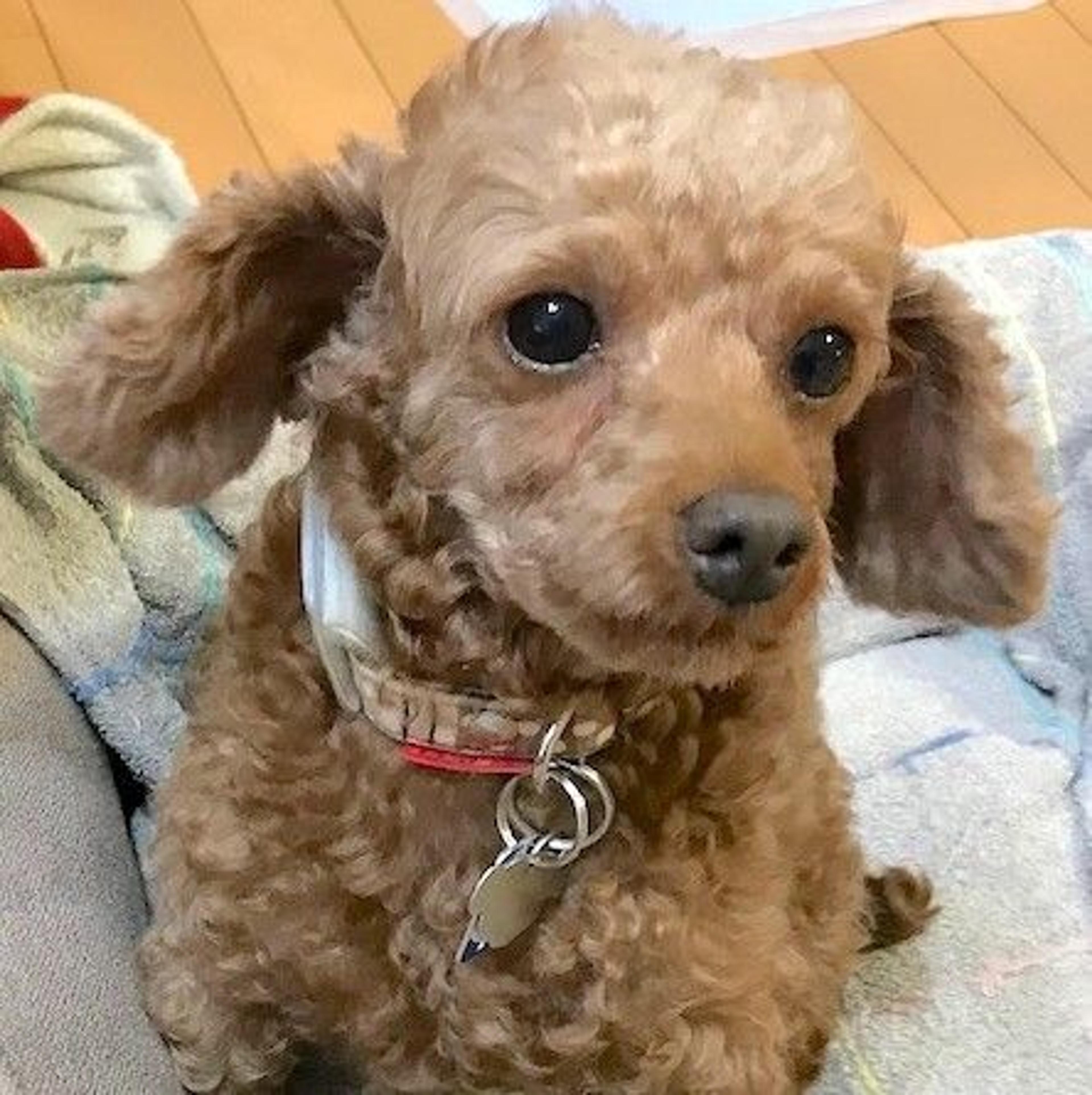 pet-image-3
