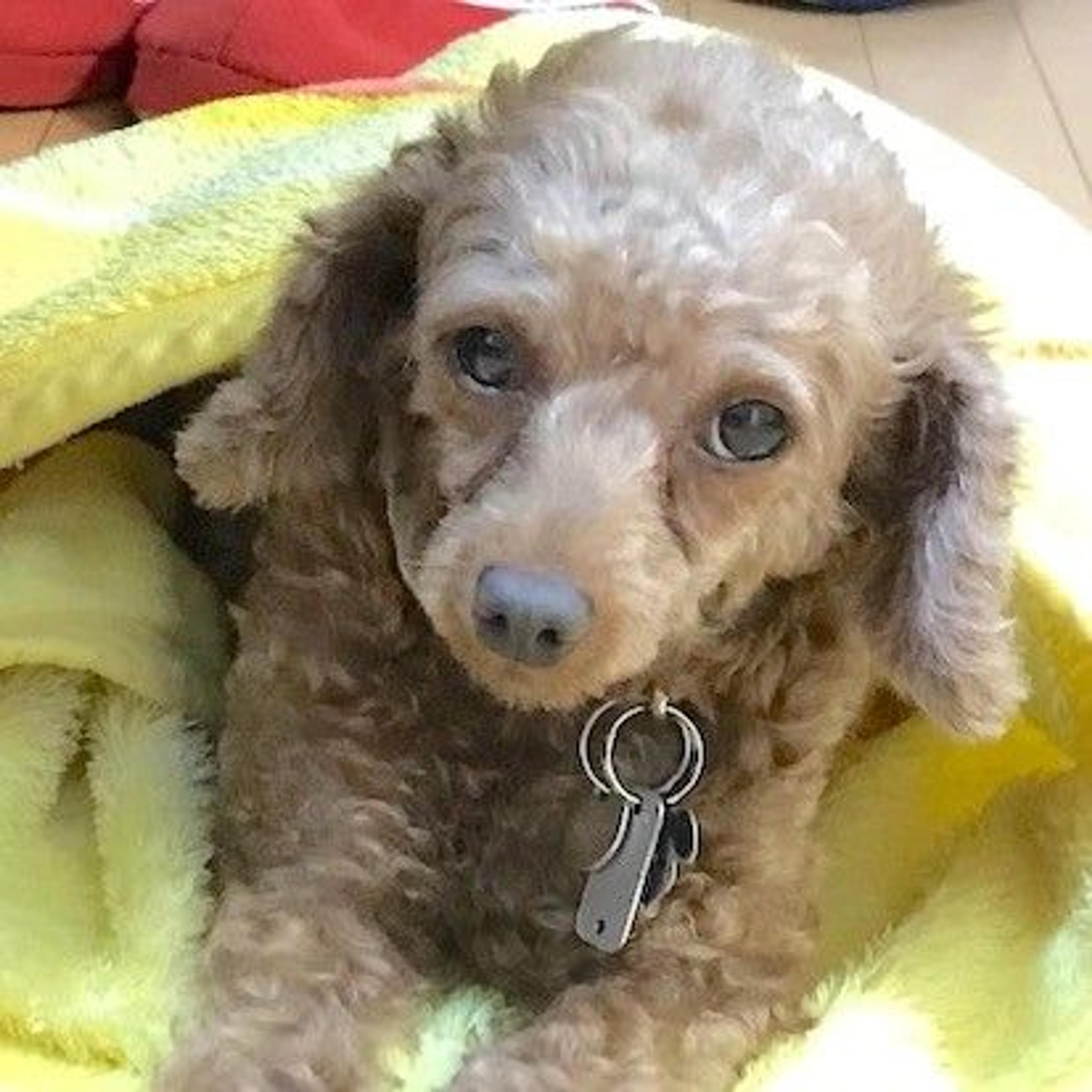 pet-image-4