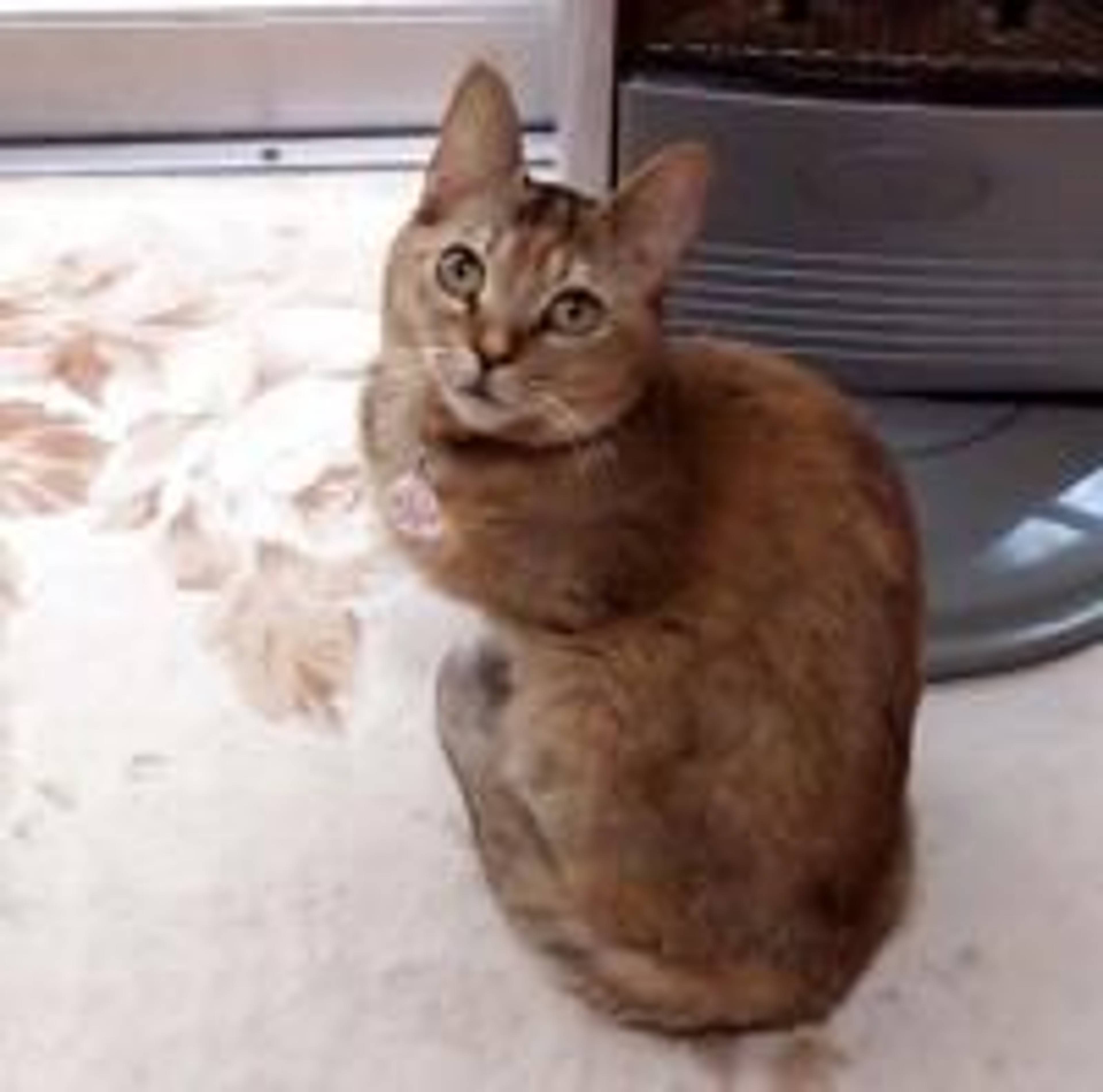 雑種（ミックス猫）・メスの里親募集の写真