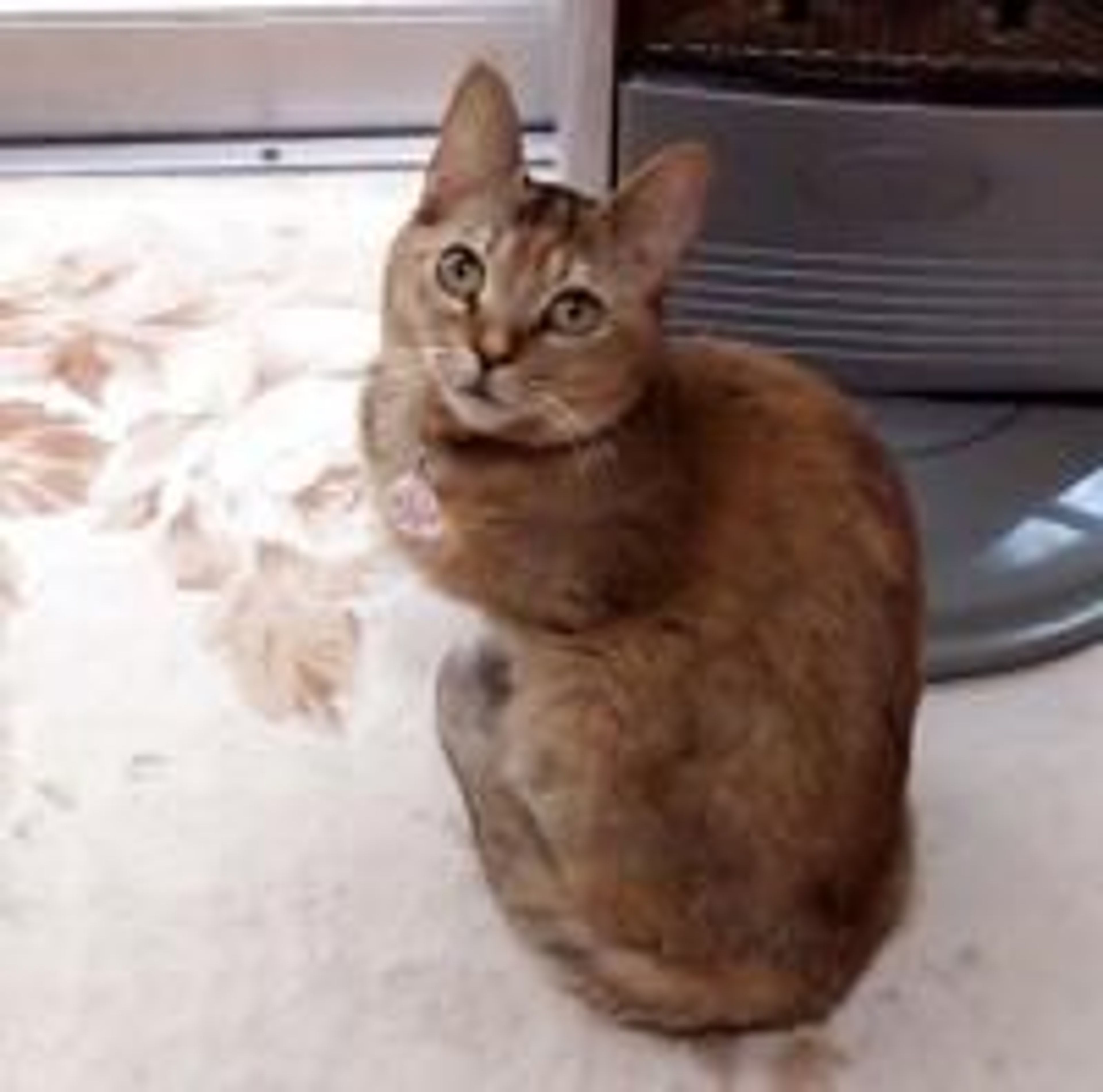 雑種（ミックス猫）・メスの里親募集の写真