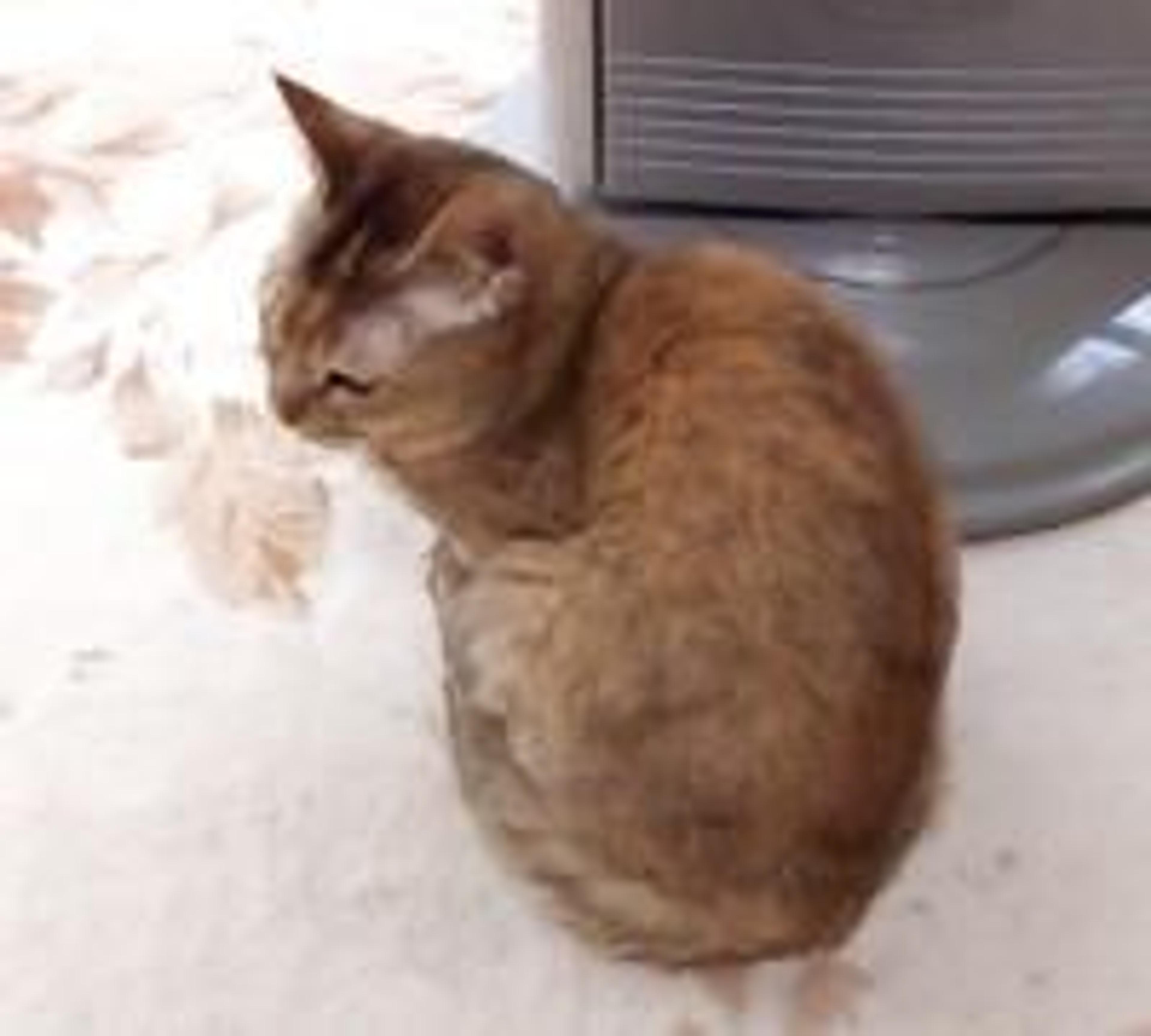 pet-image-2