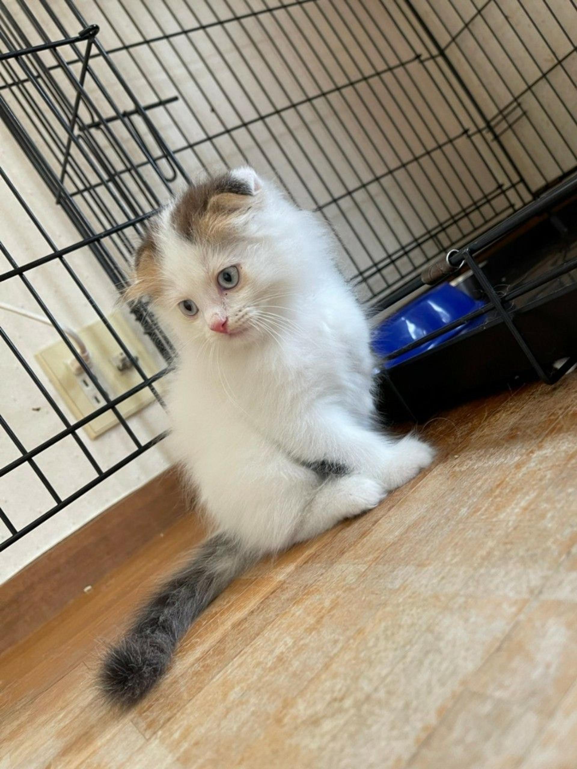 pet-image-2