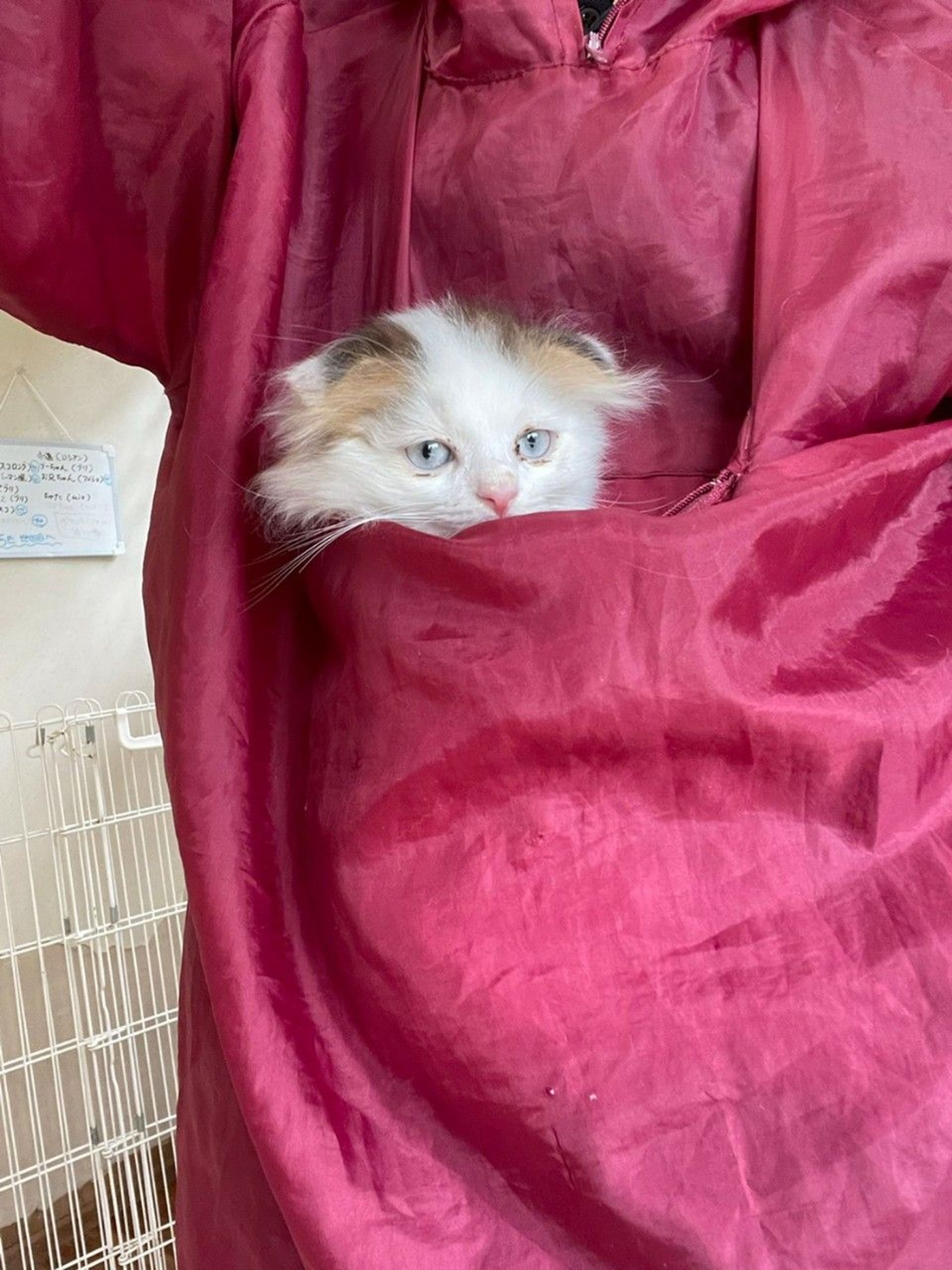 pet-image-5