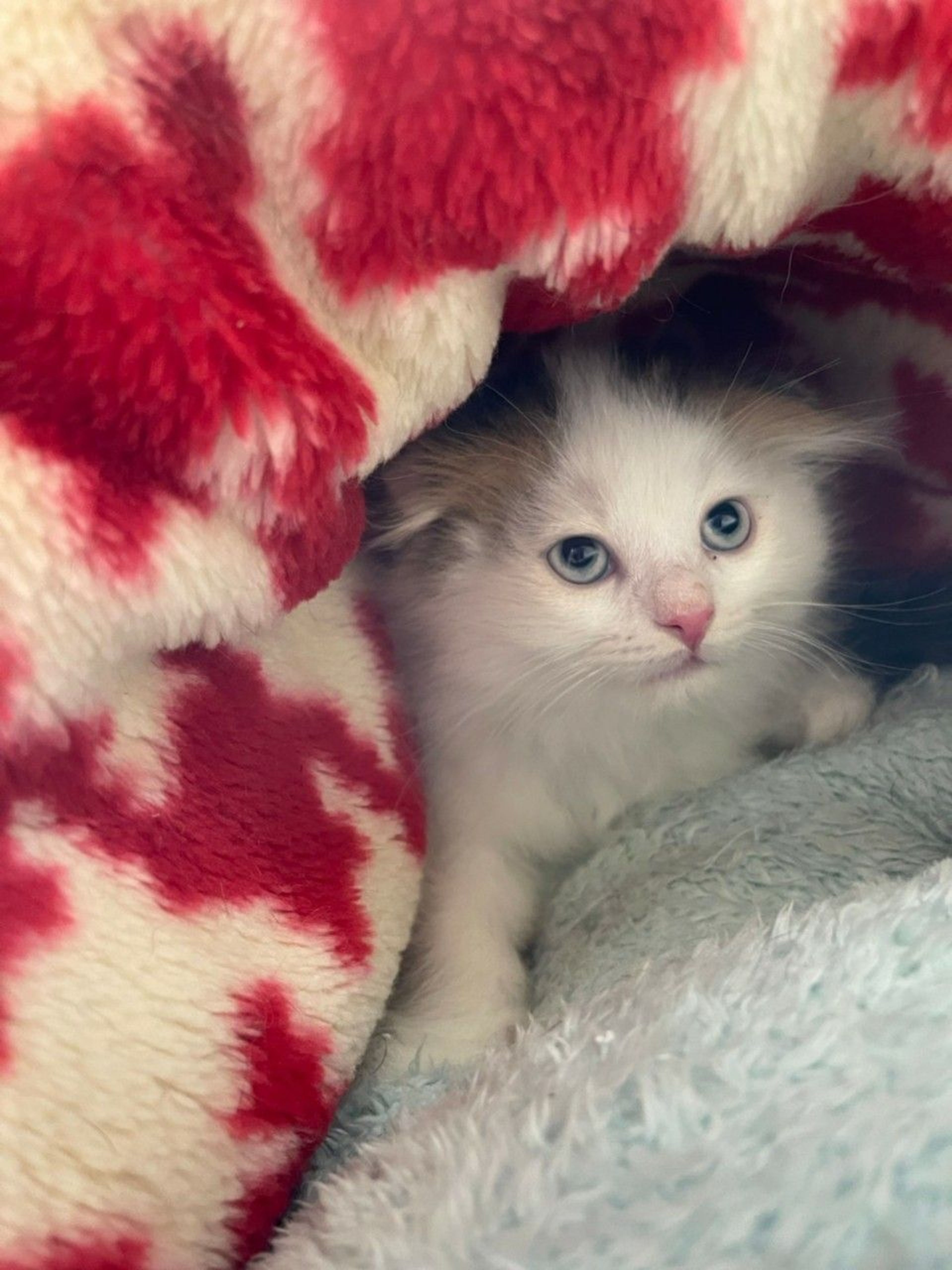 pet-image-6