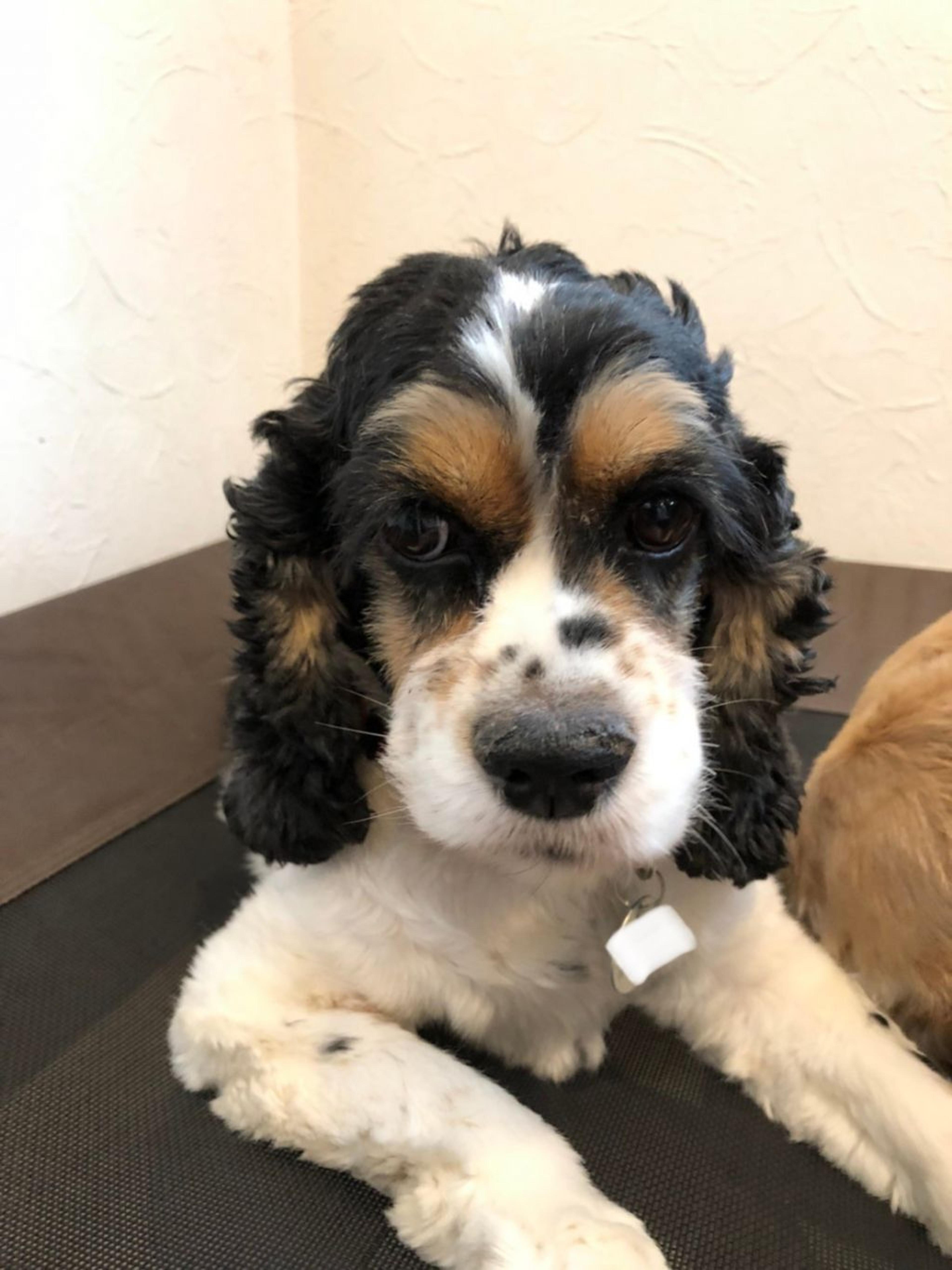 pet-image-2