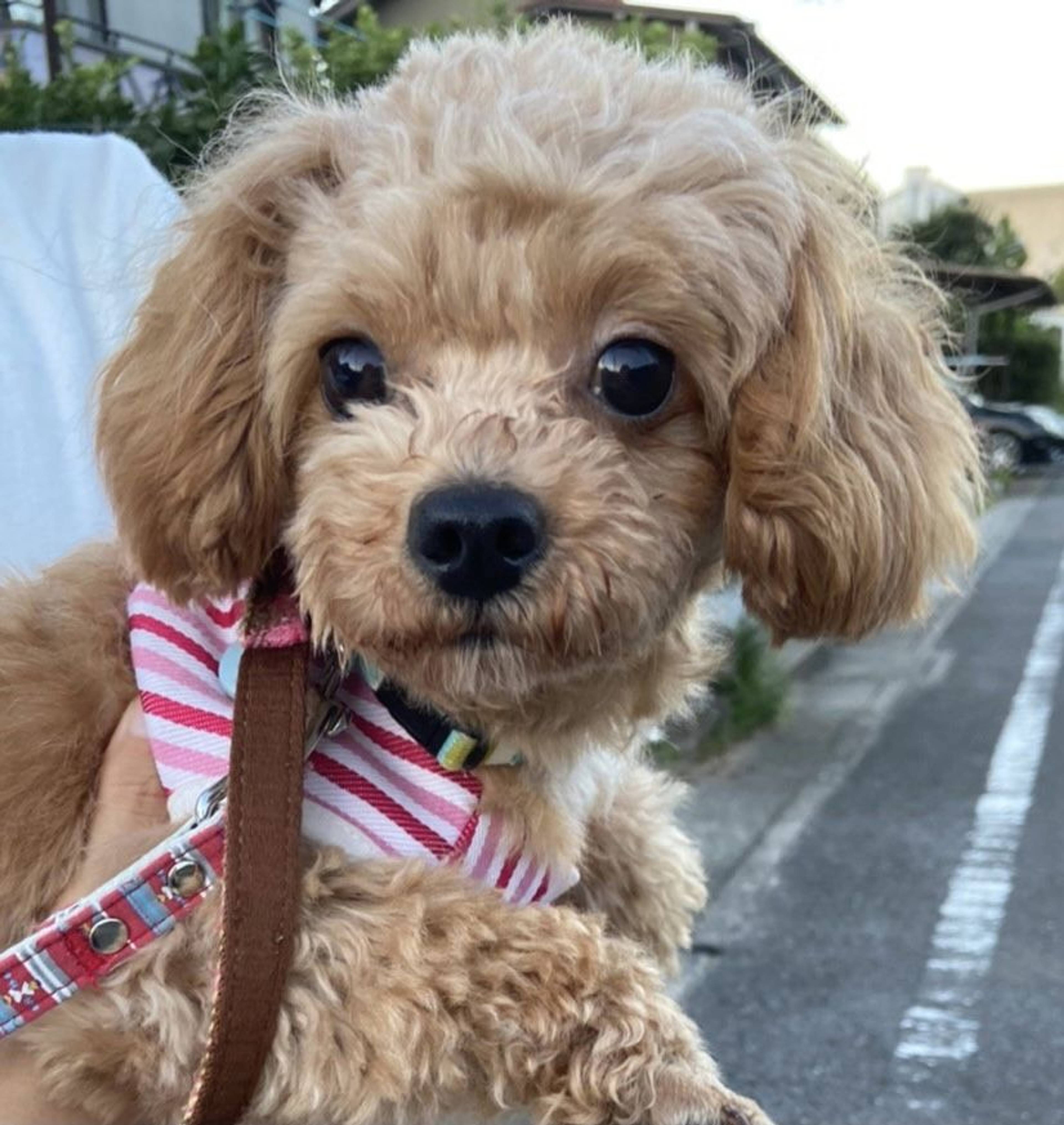 トイプードル・メスの里親募集の写真