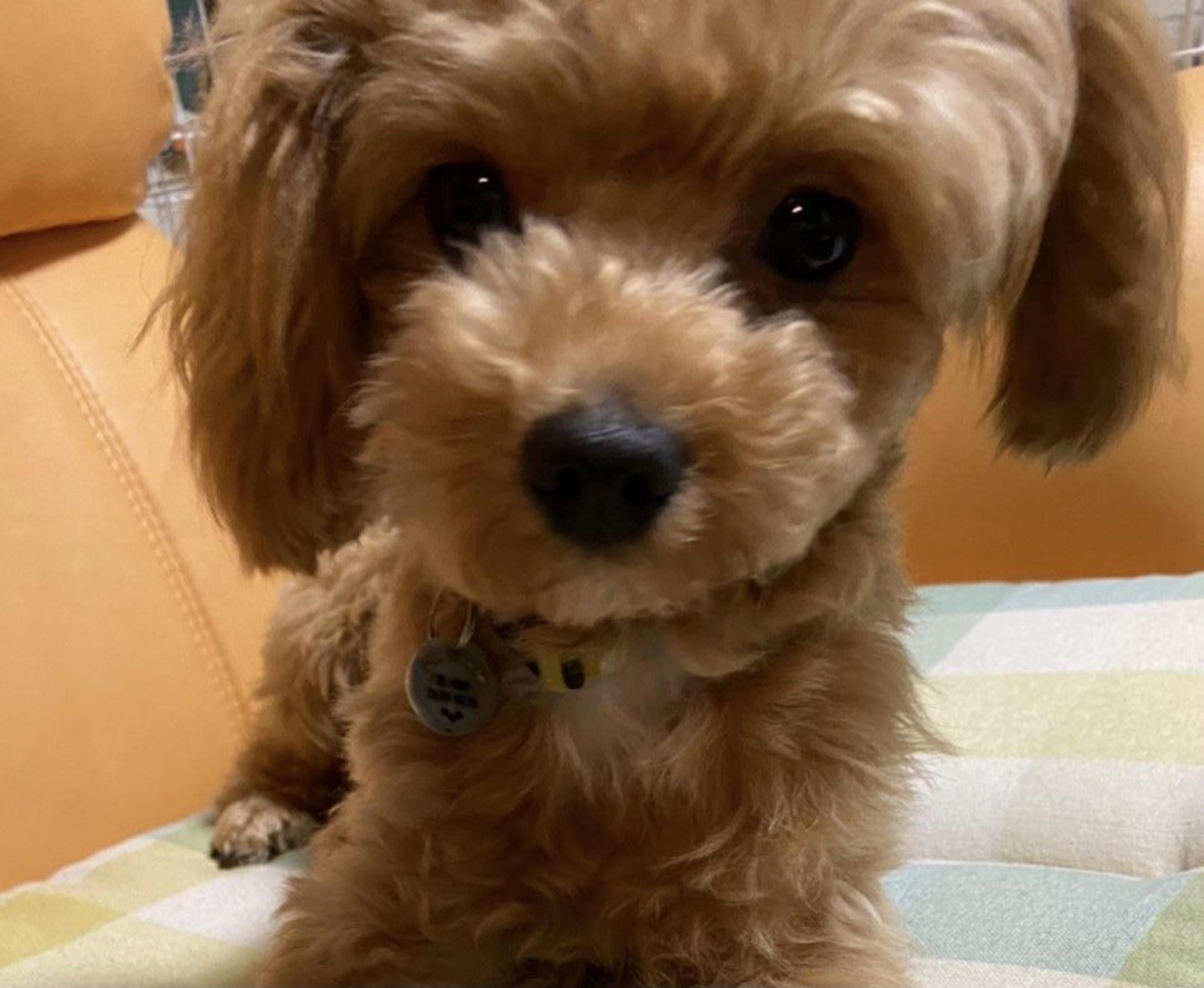 pet-image-2