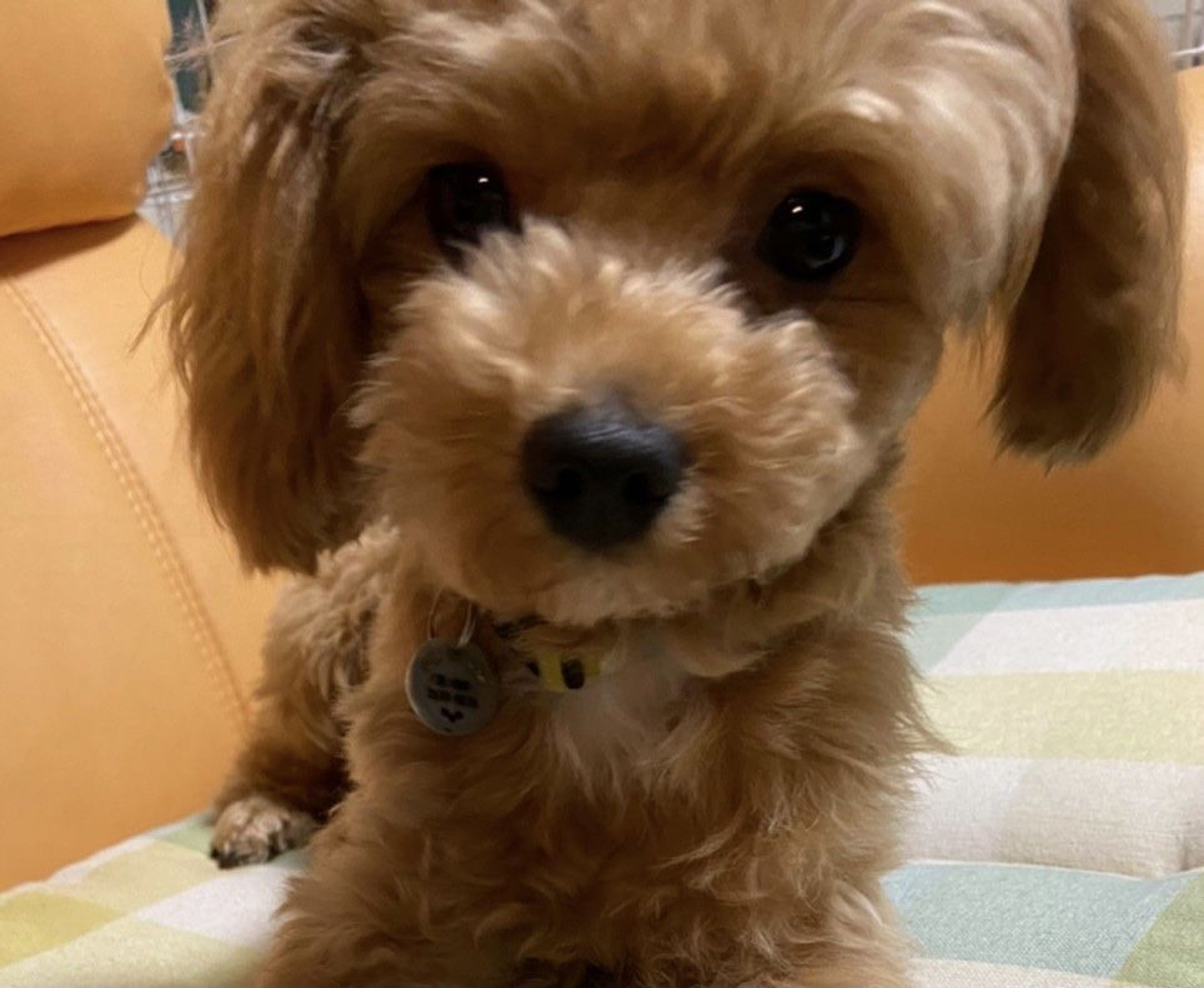pet-image-2