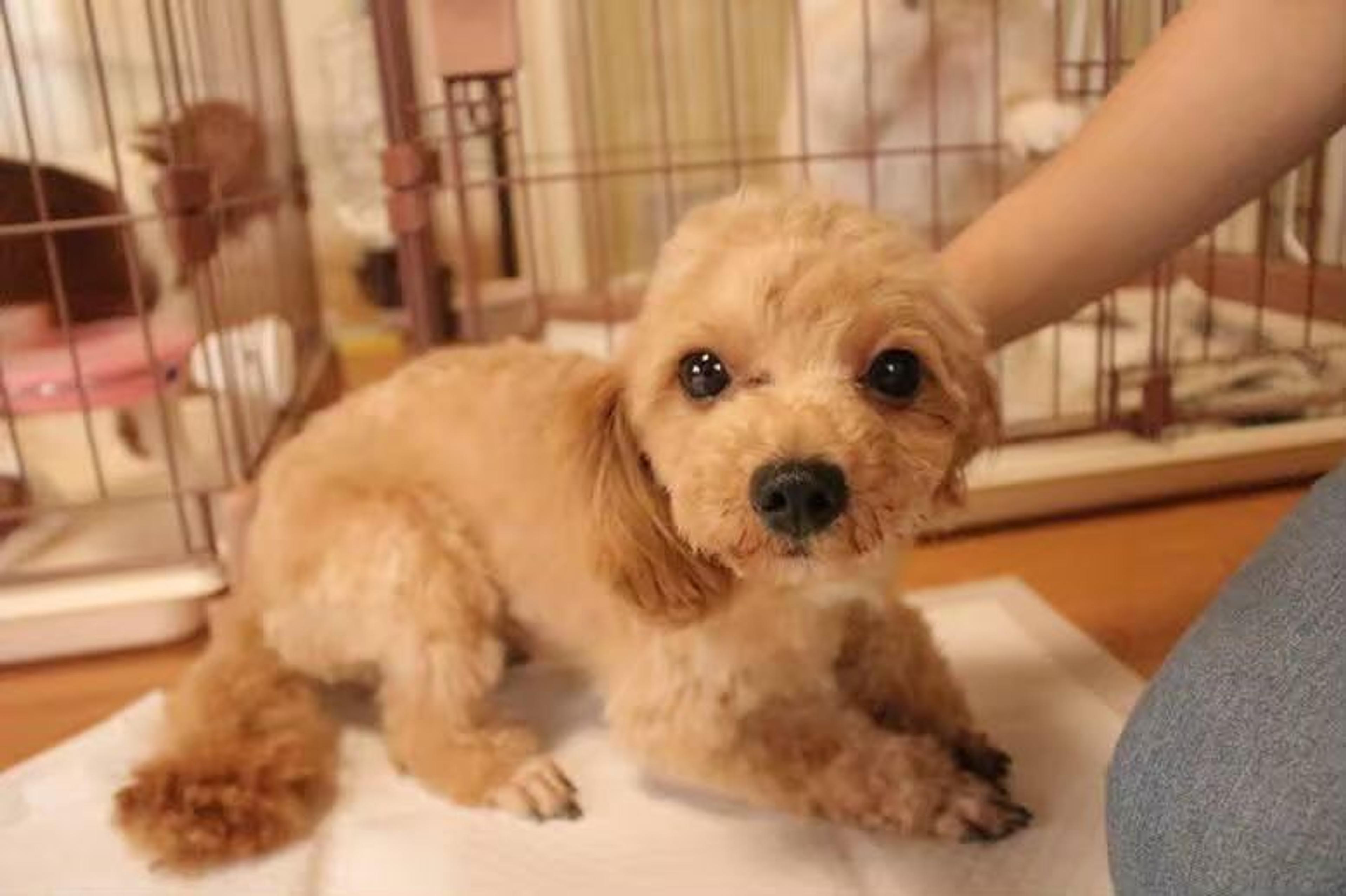 pet-image-3