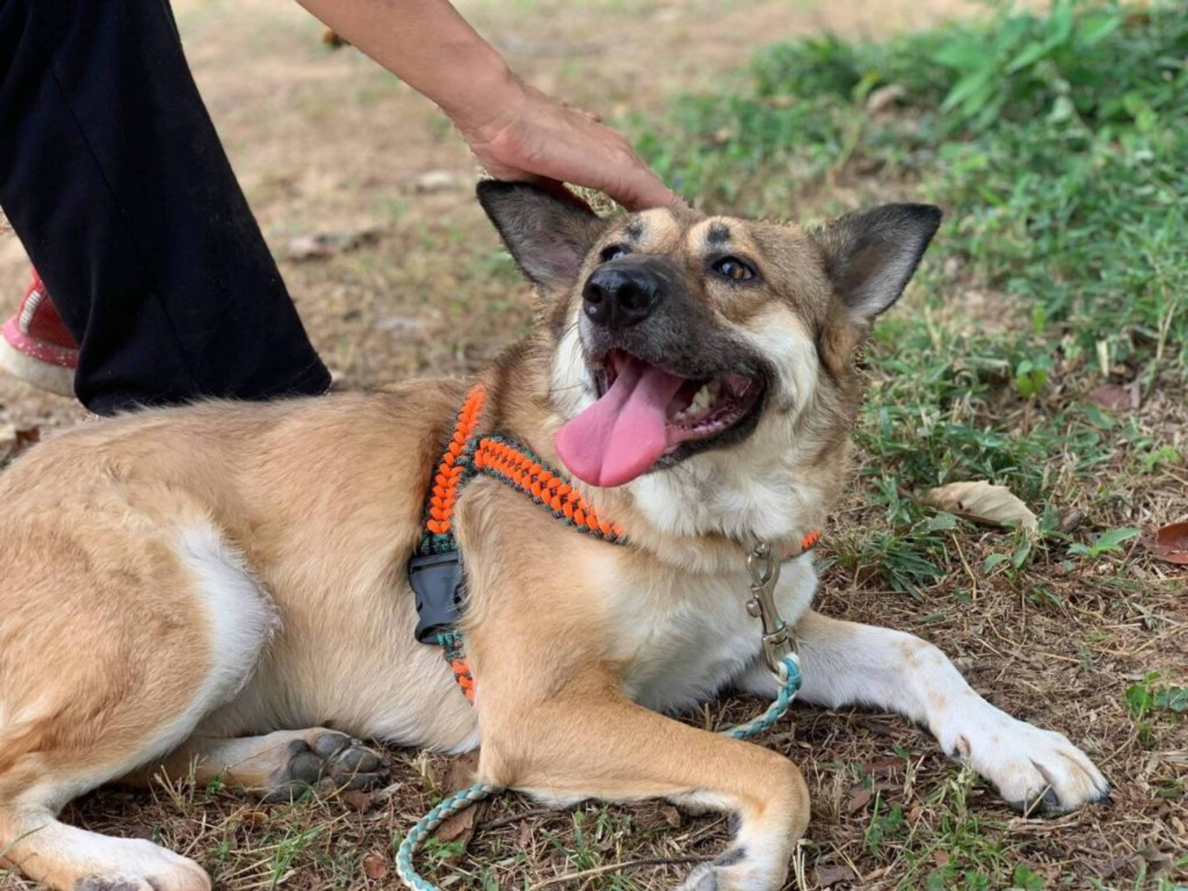雑種（ミックス犬）・オスの里親募集の写真
