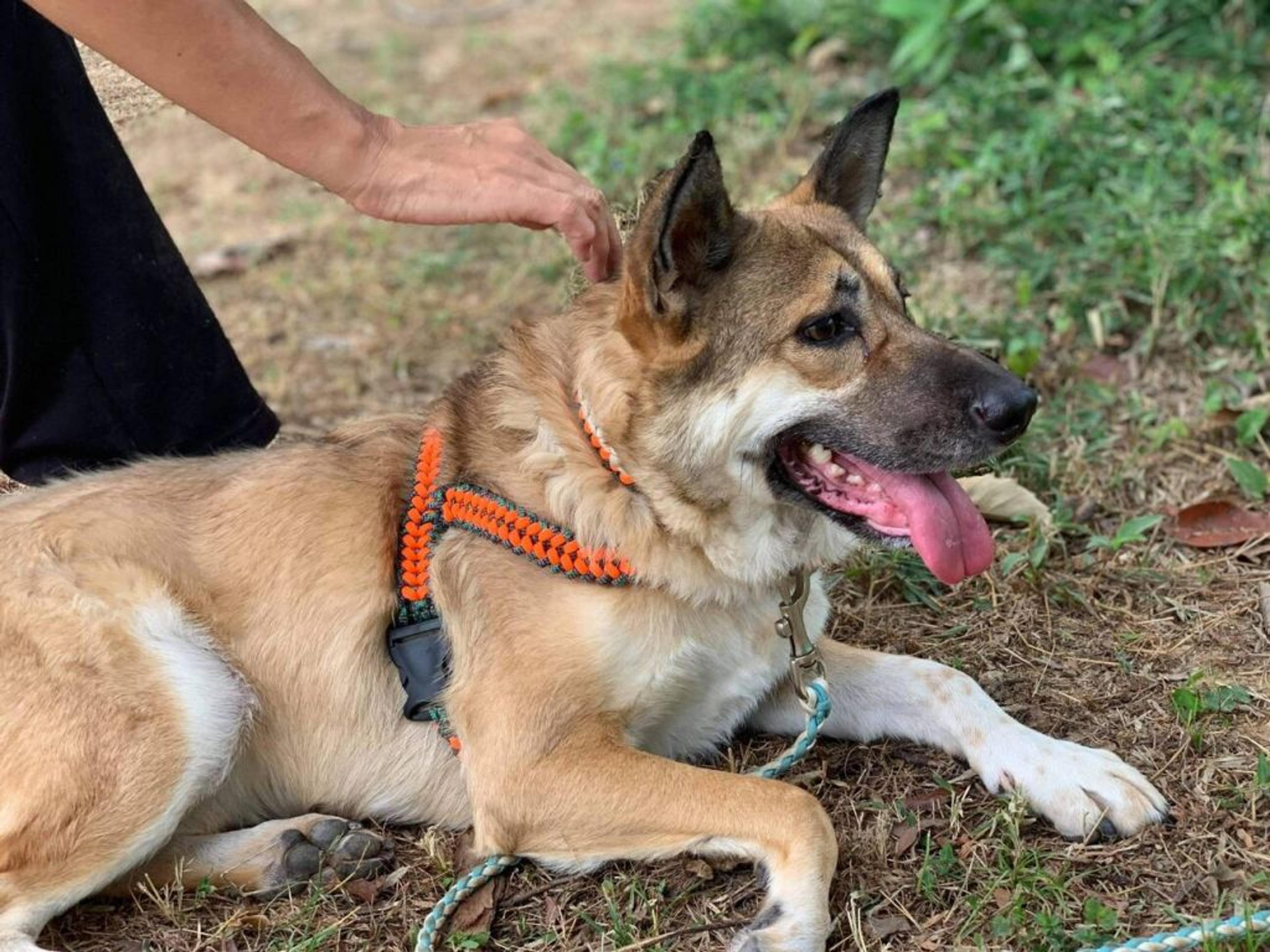 pet-image-2