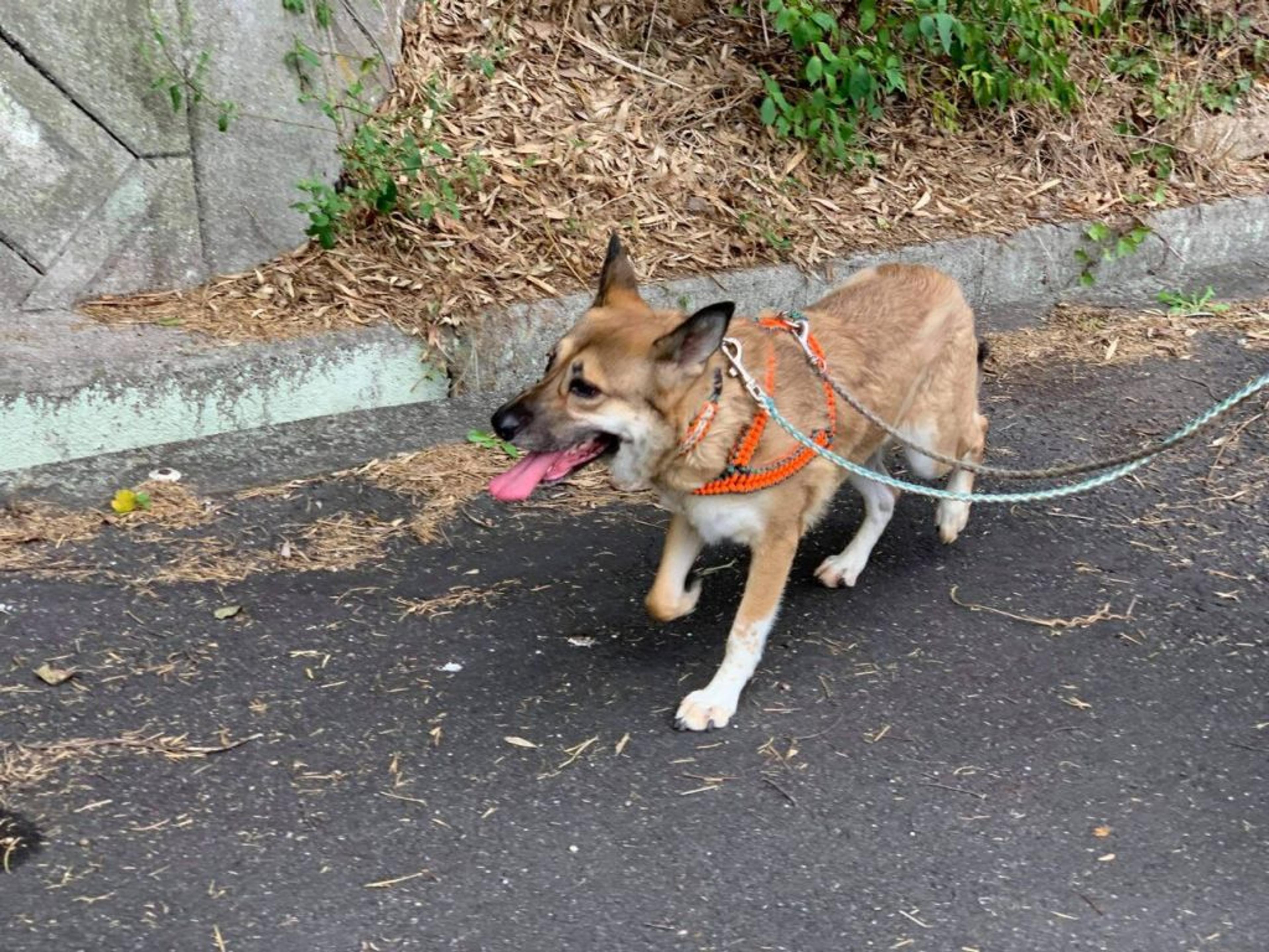 pet-image-3