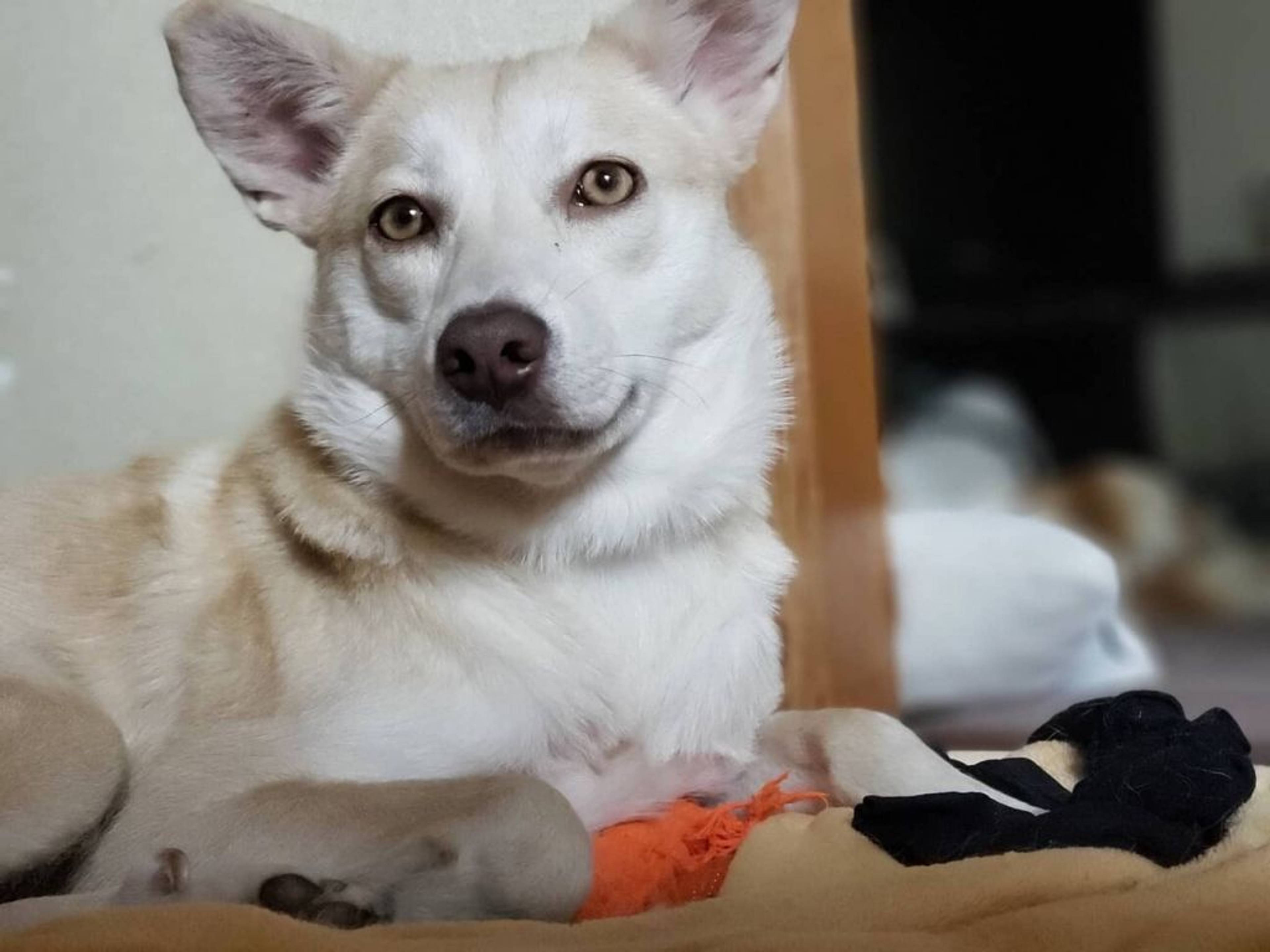 雑種（ミックス犬）・メスの里親募集の写真