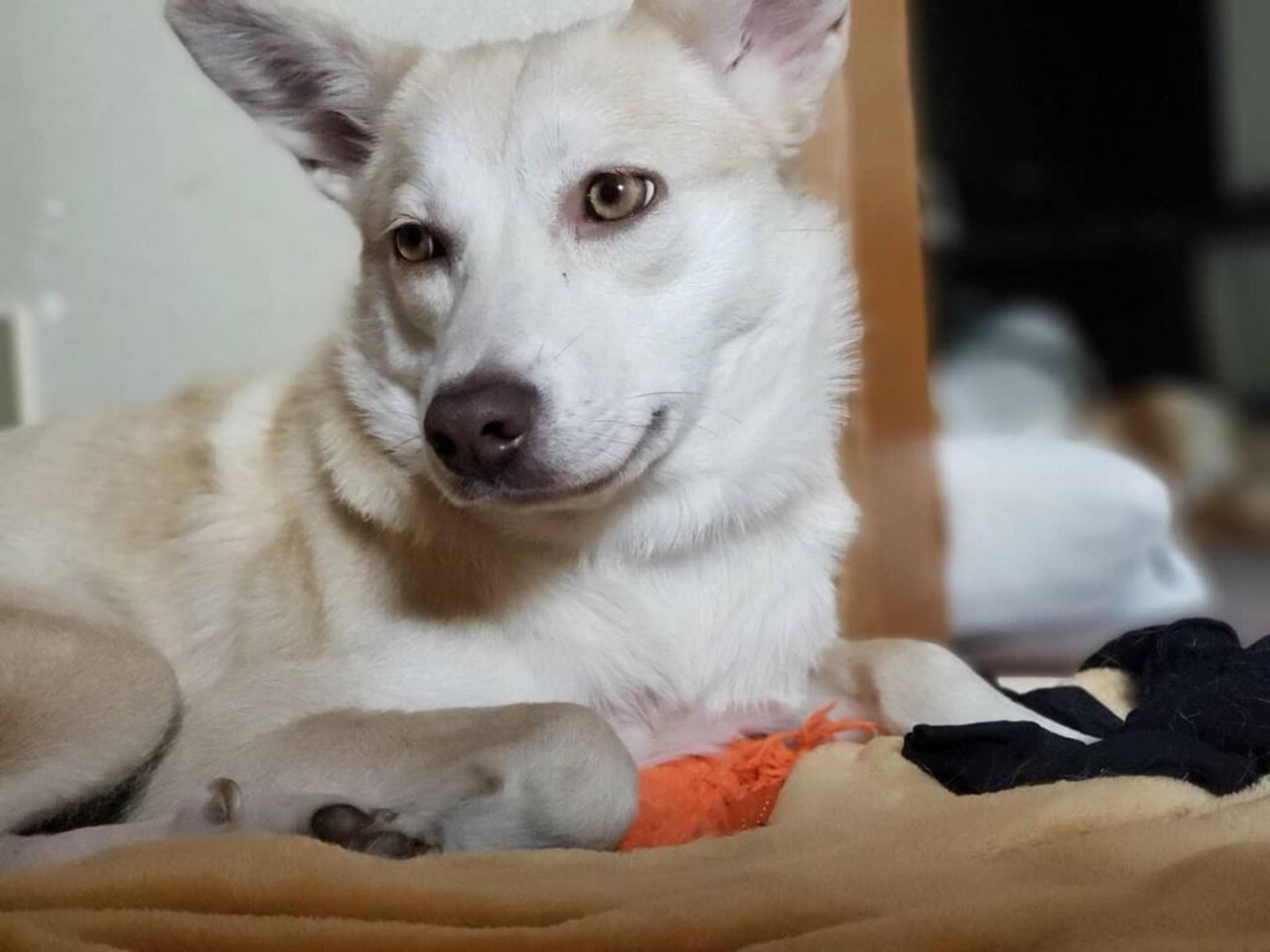 pet-image-2