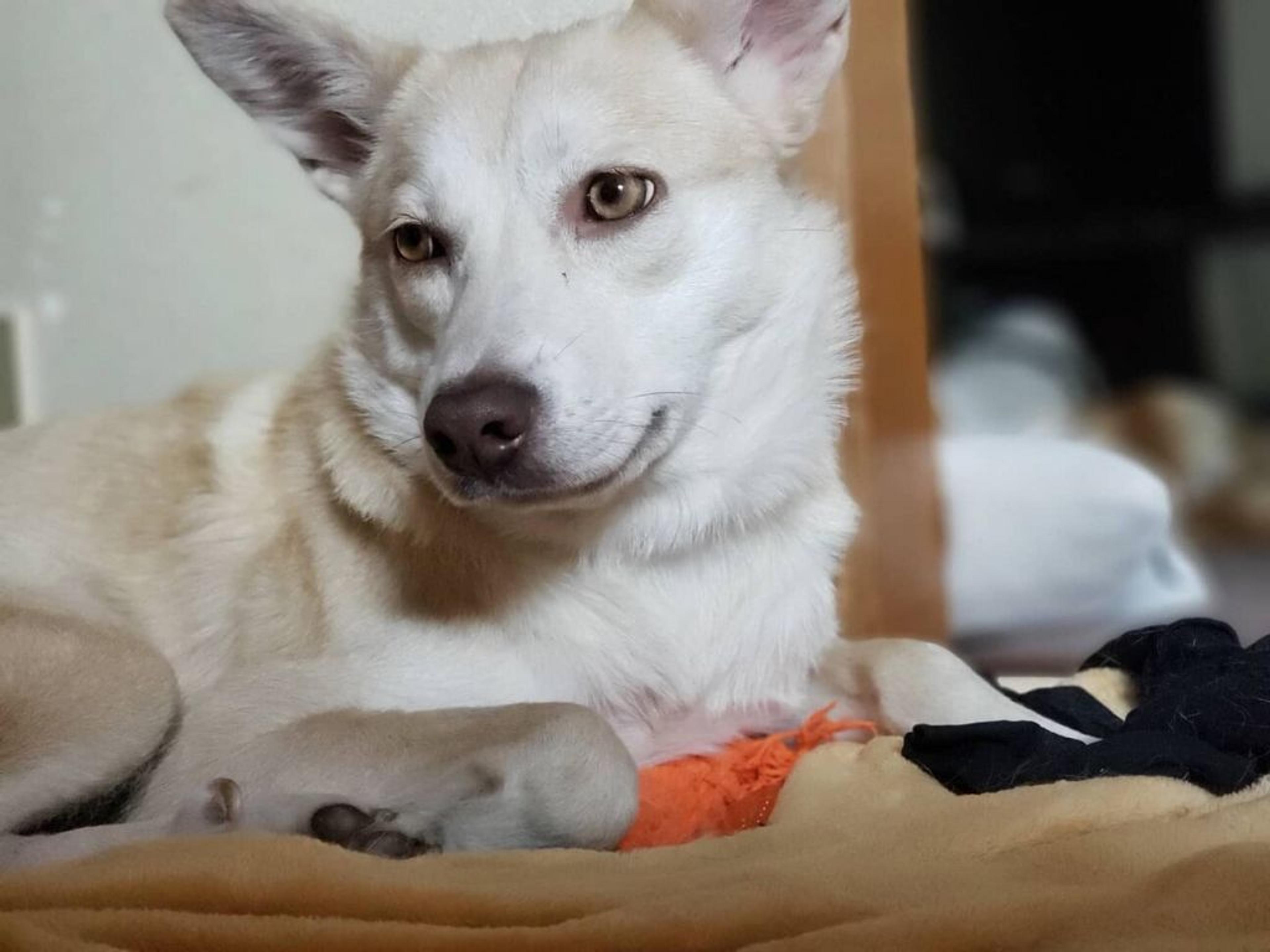 pet-image-2