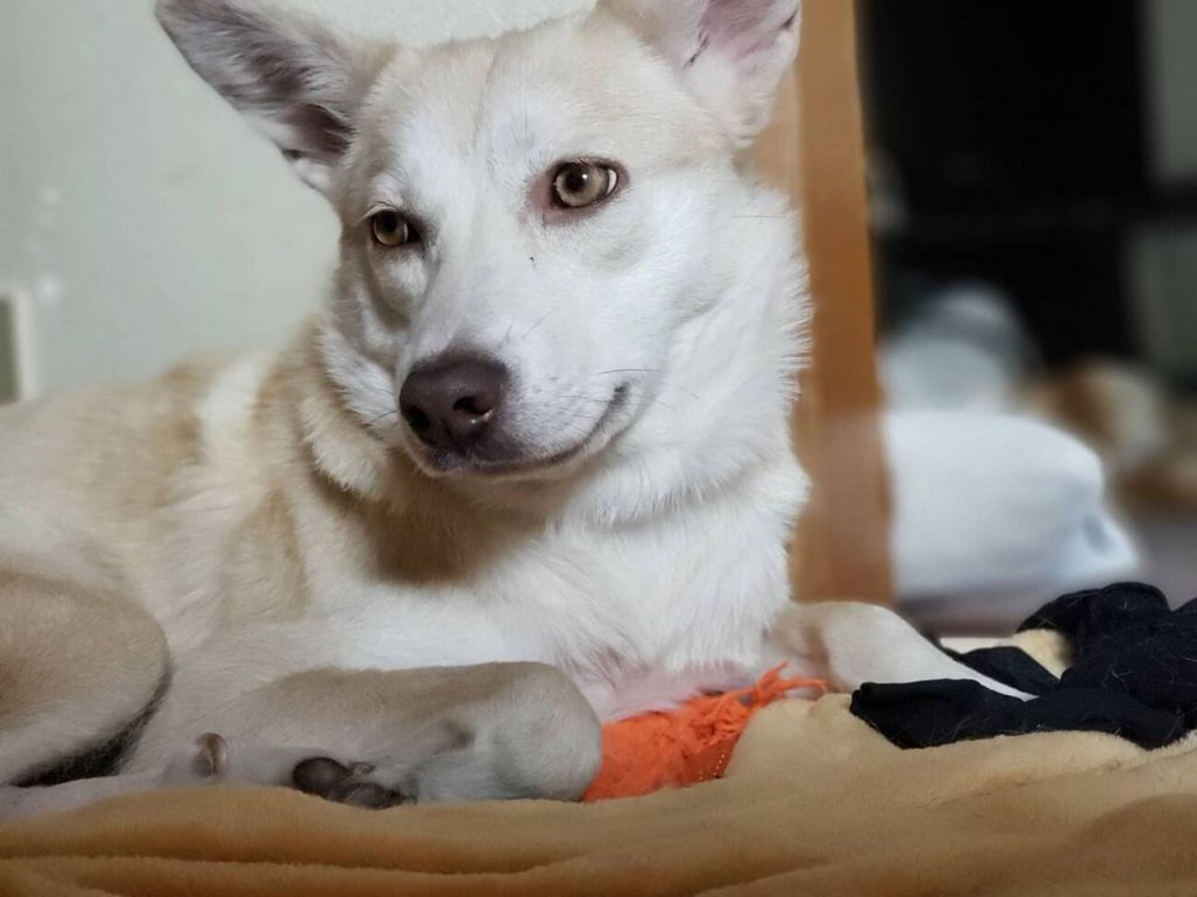 pet-image-2