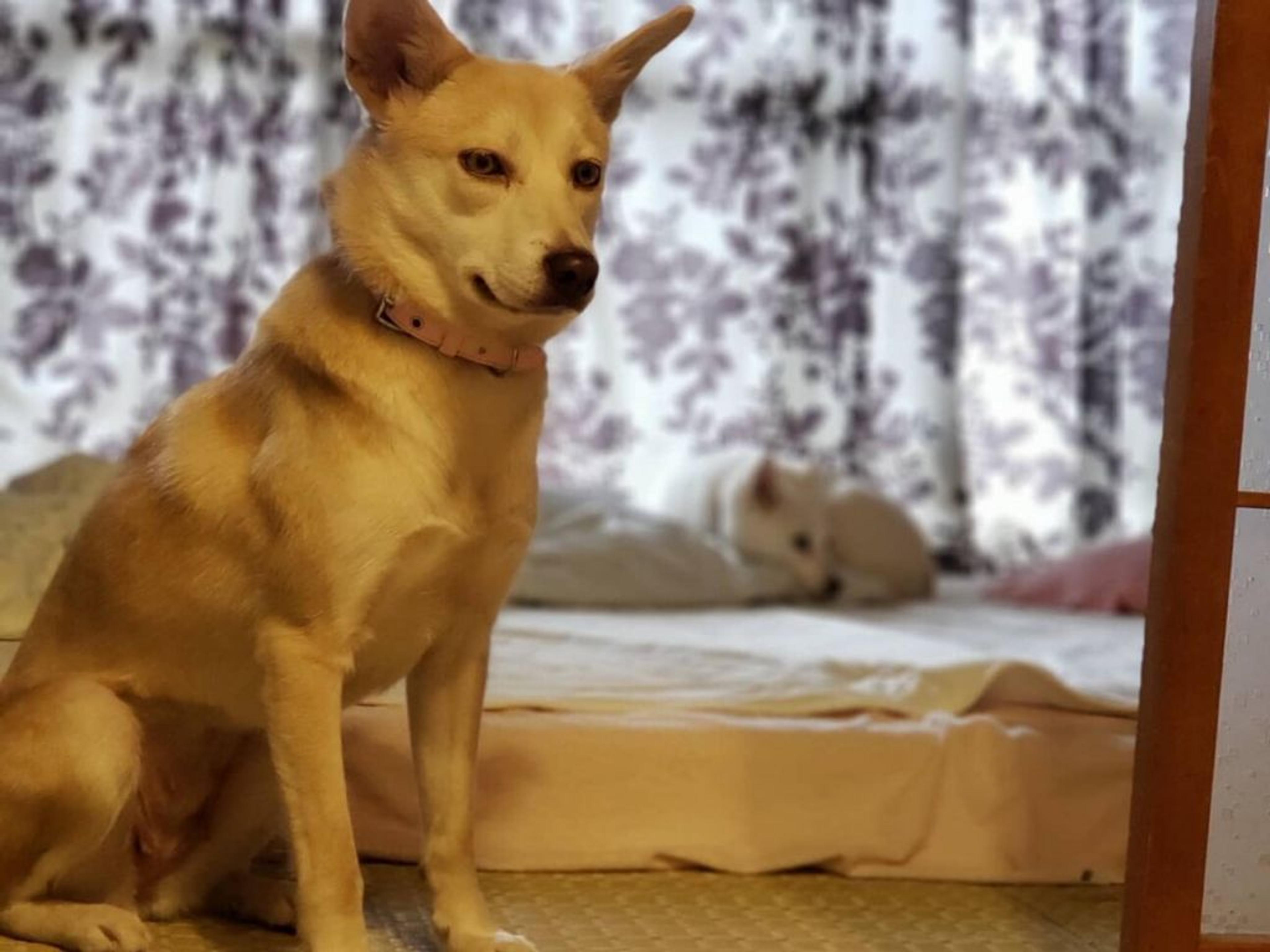 pet-image-3