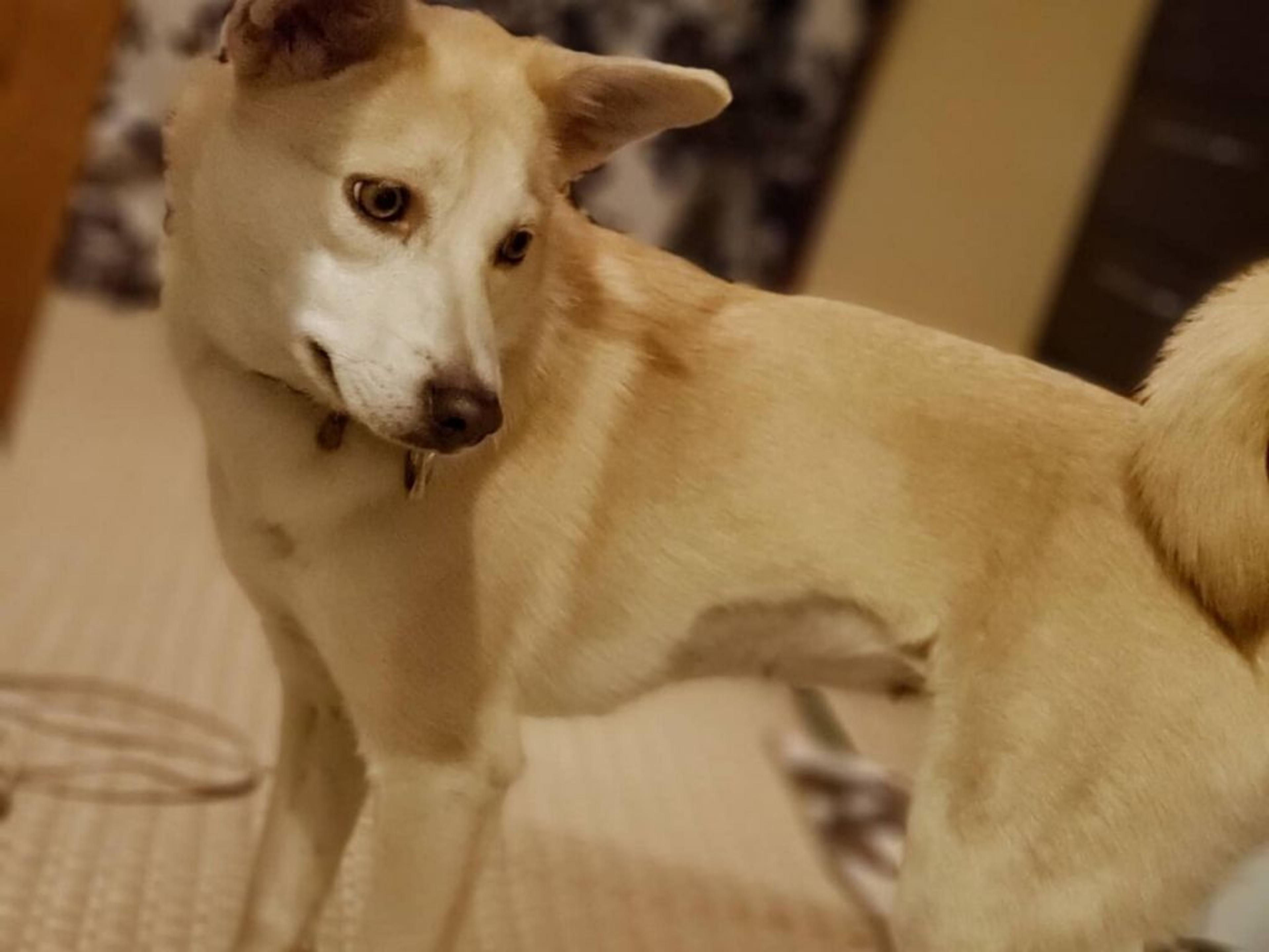 pet-image-4