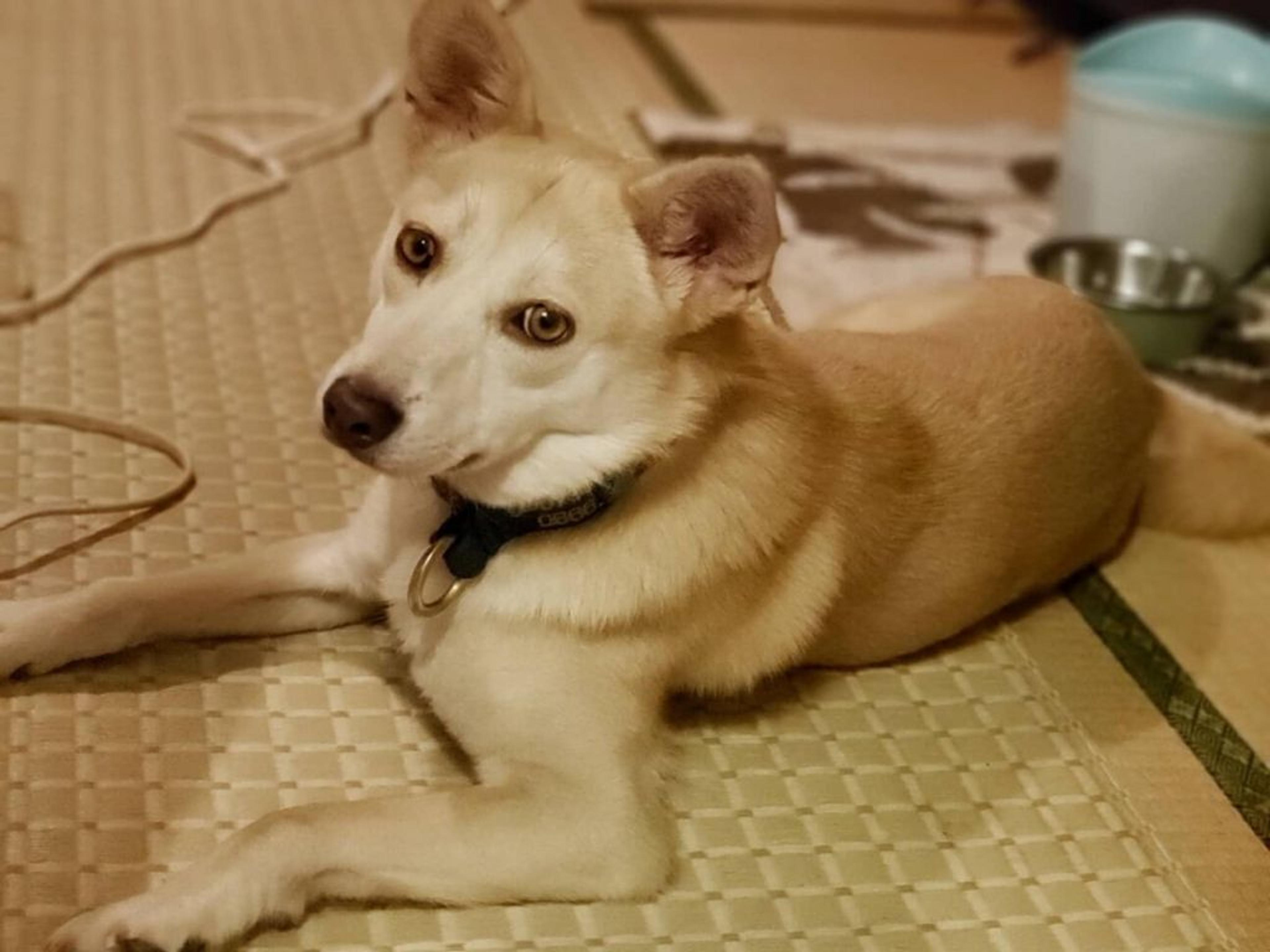 pet-image-5