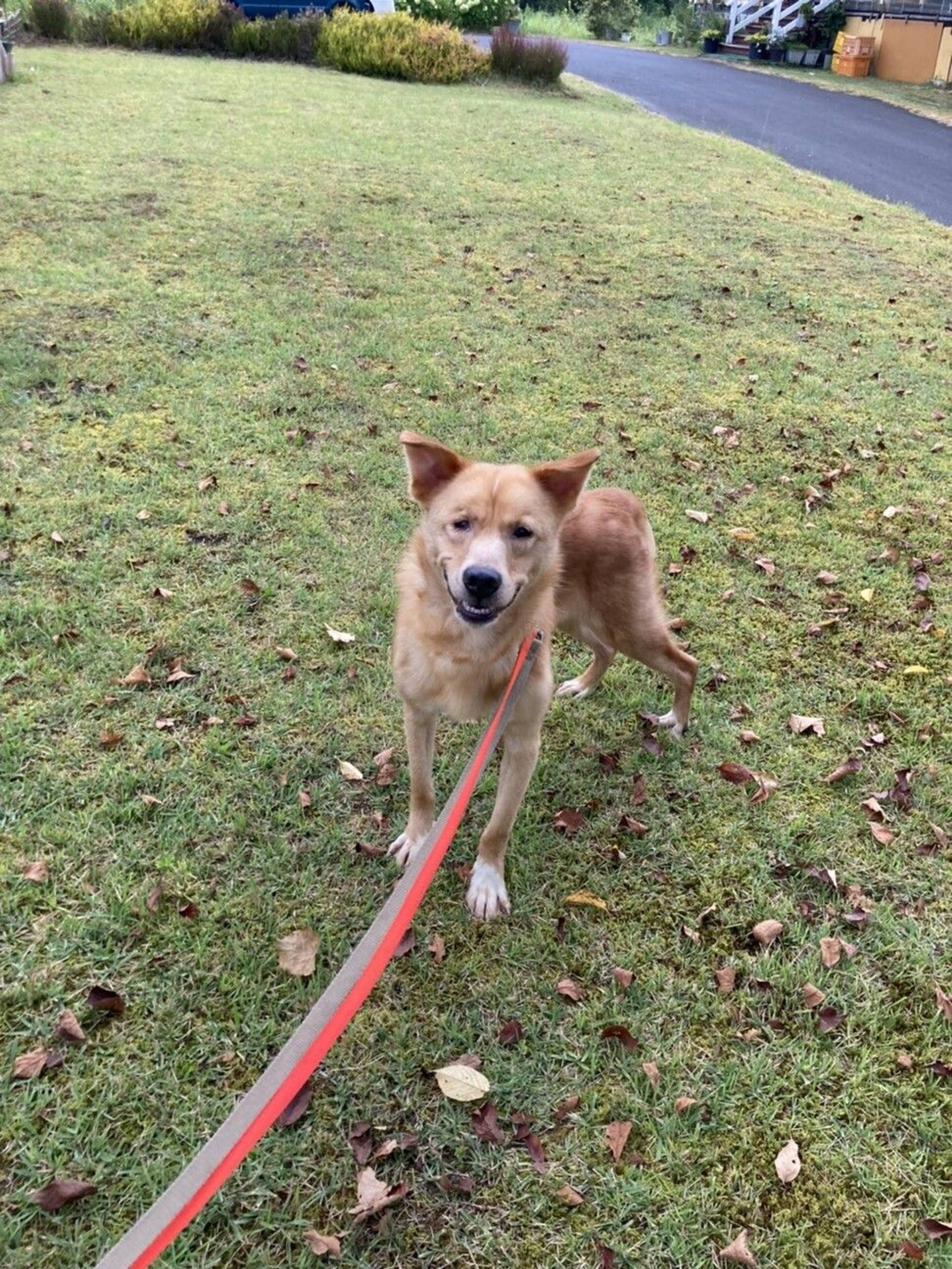 雑種（ミックス犬）・オスの里親募集の写真