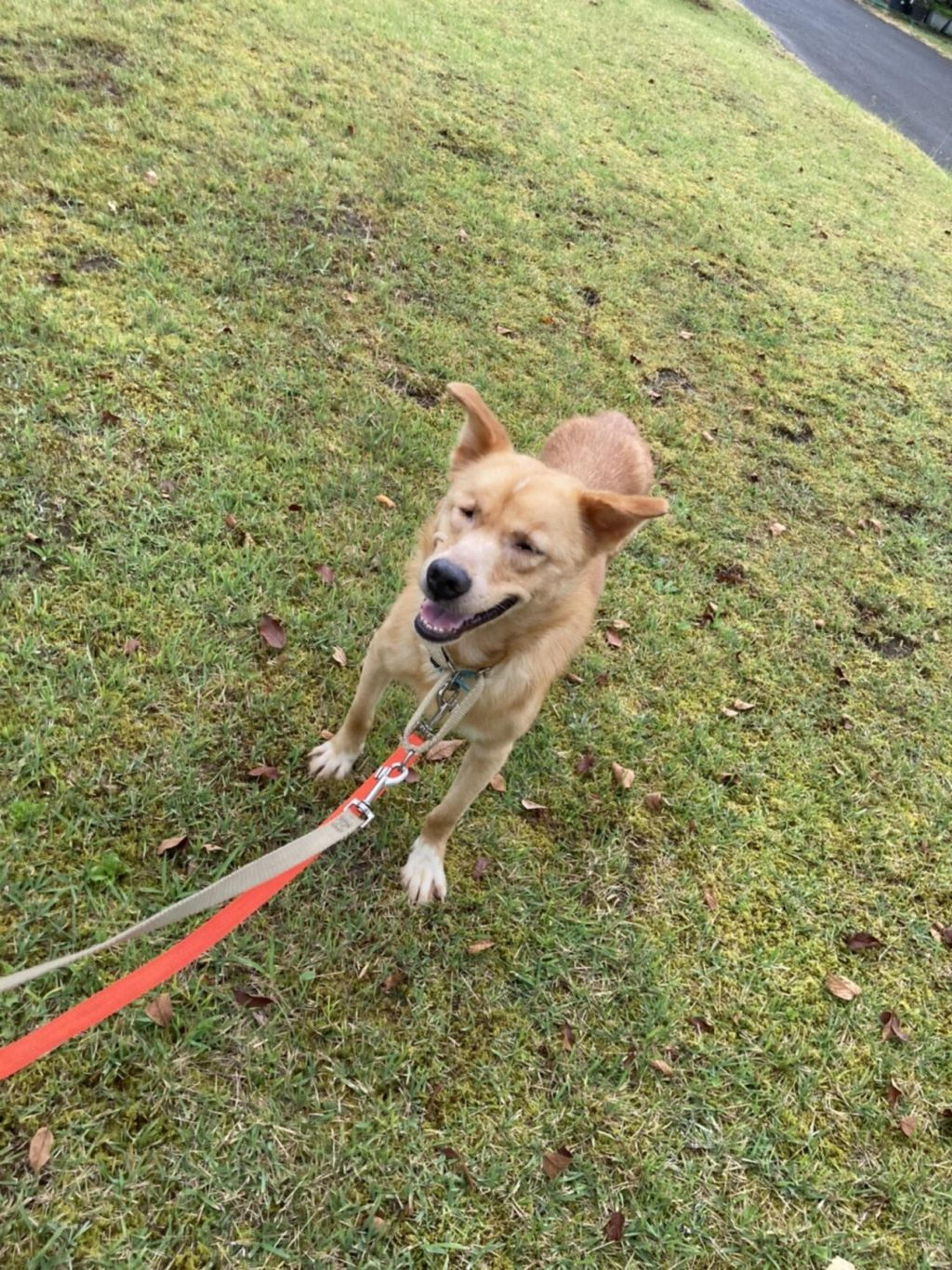 pet-image-2