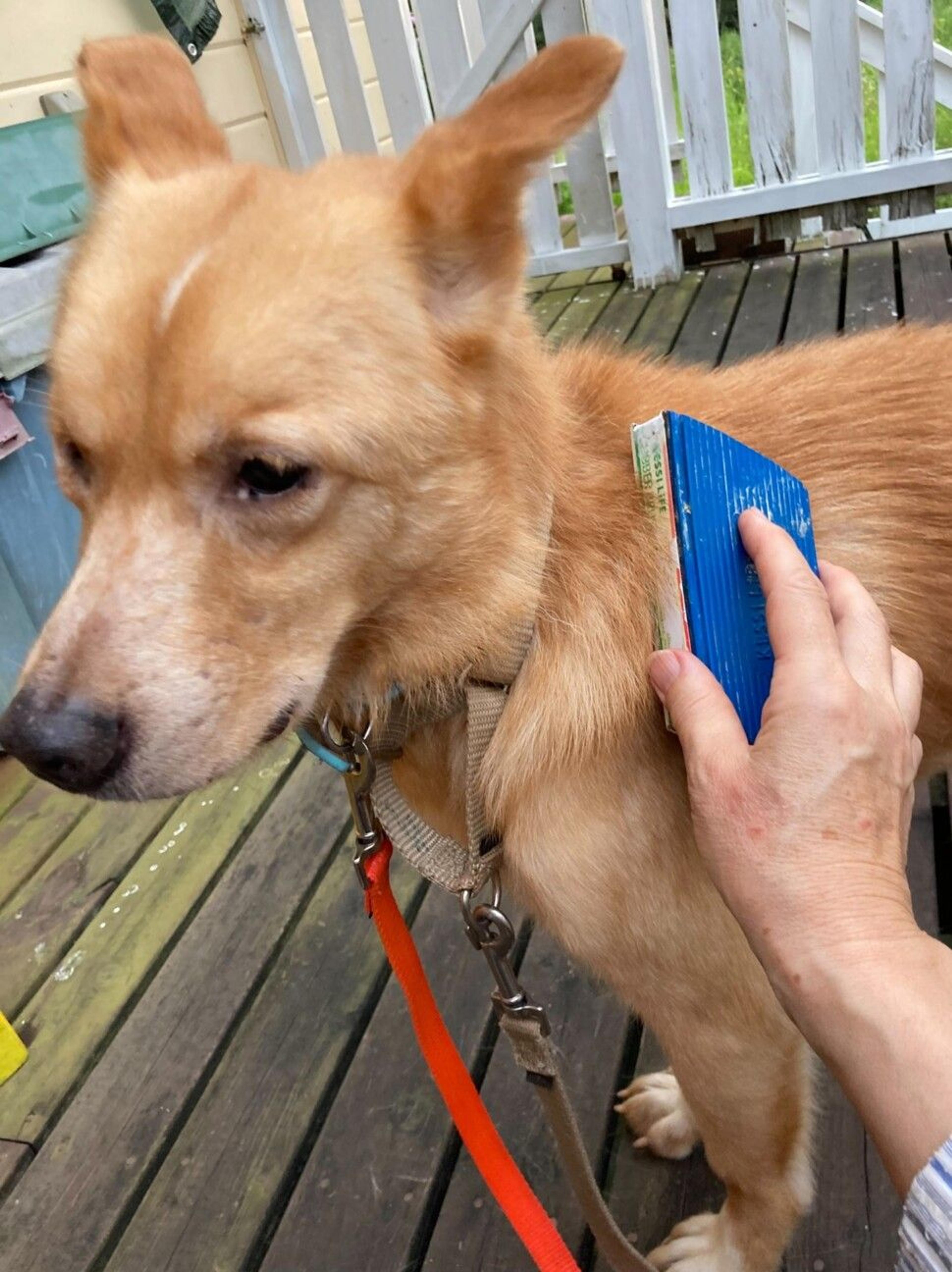 pet-image-3