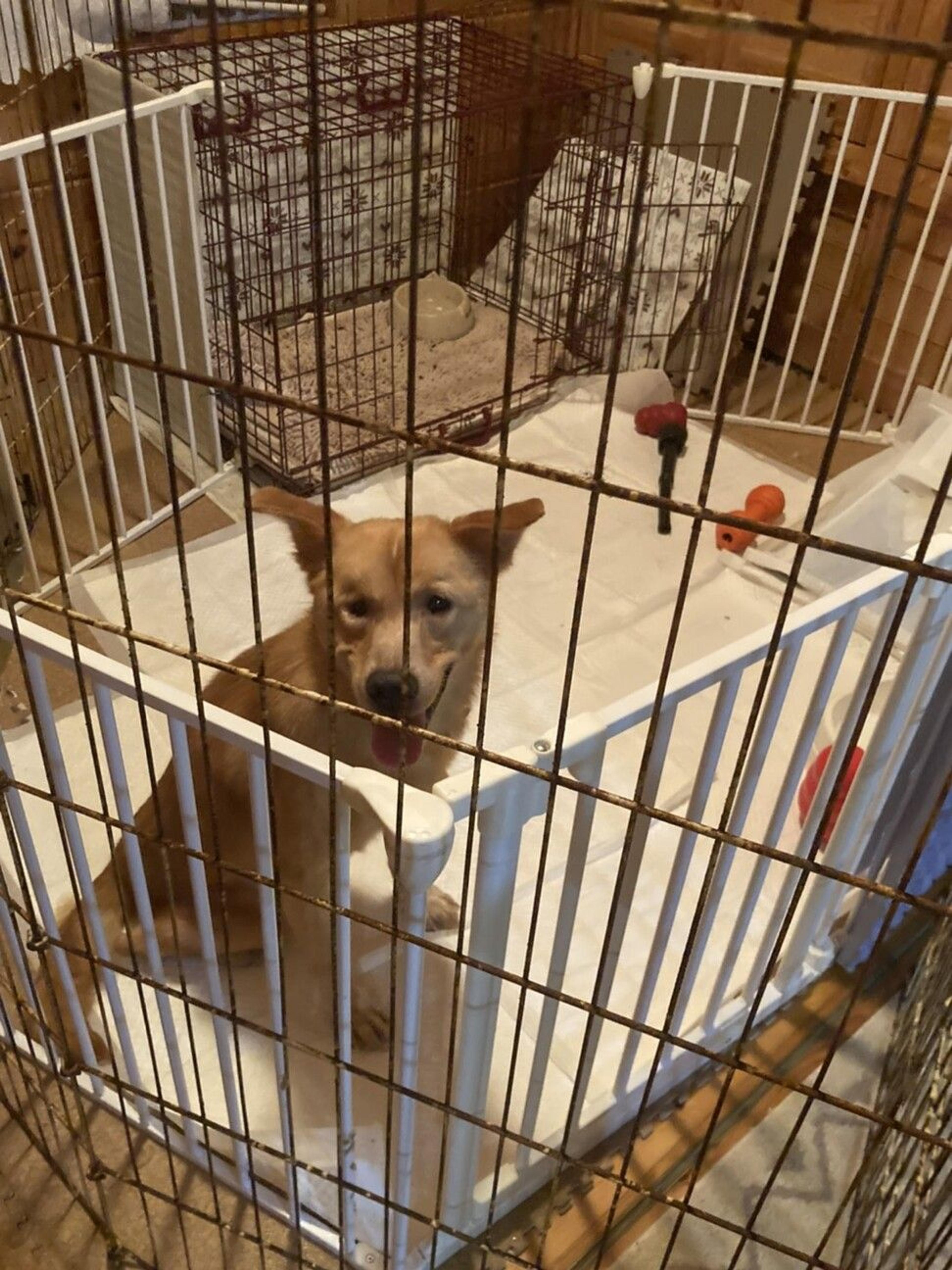 pet-image-4