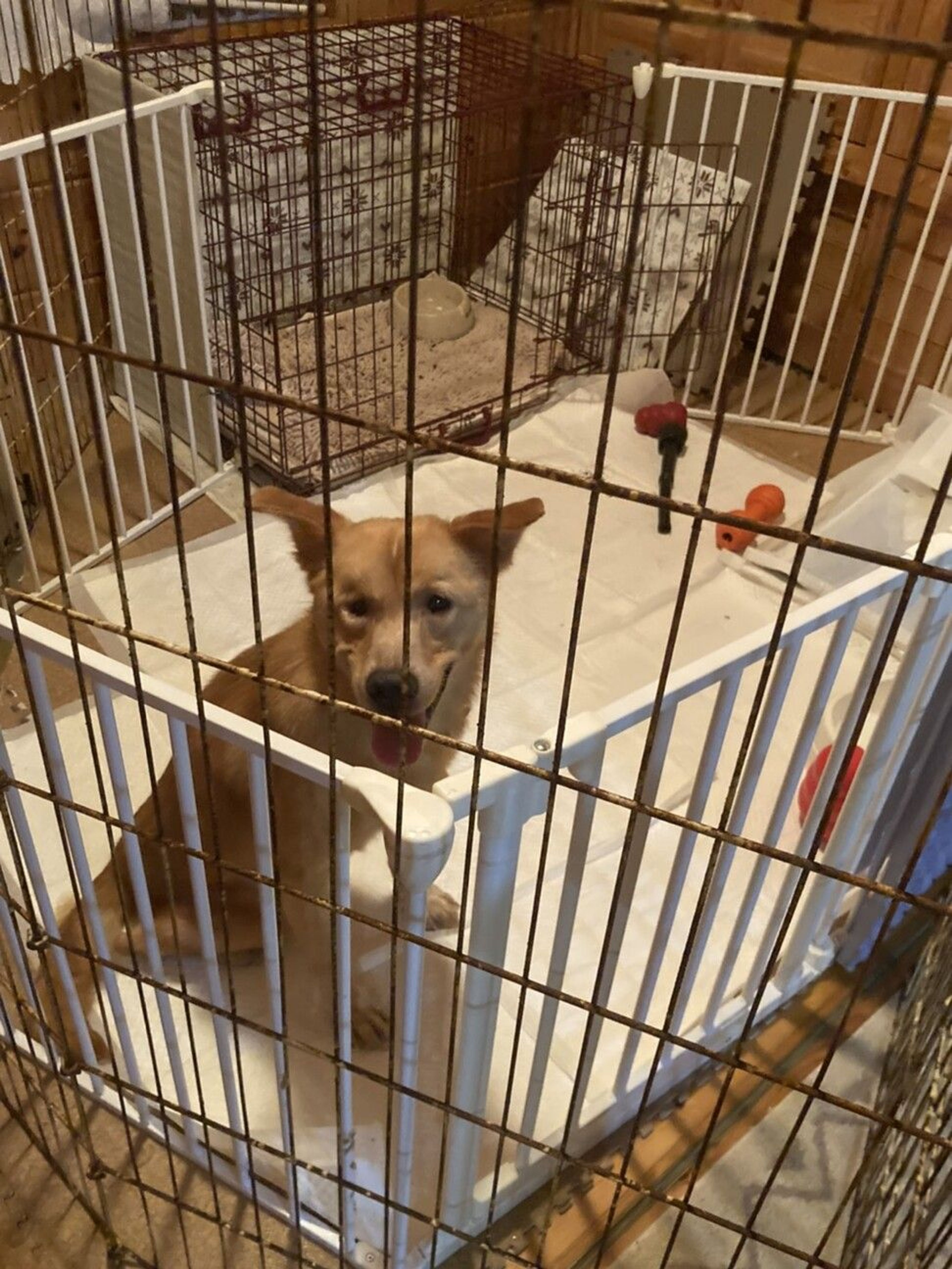 pet-image-4