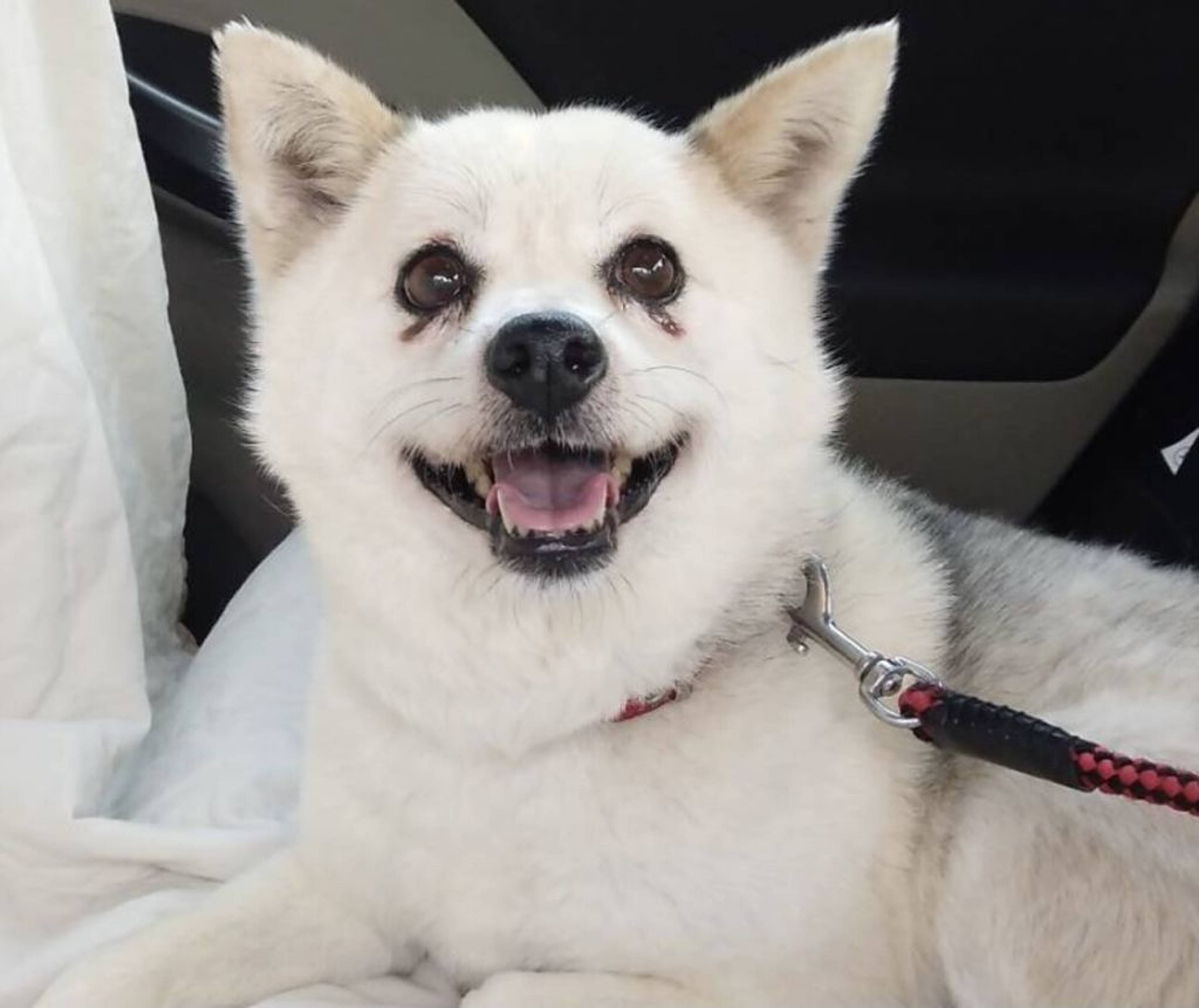 雑種（ミックス犬）・メスの里親募集の写真