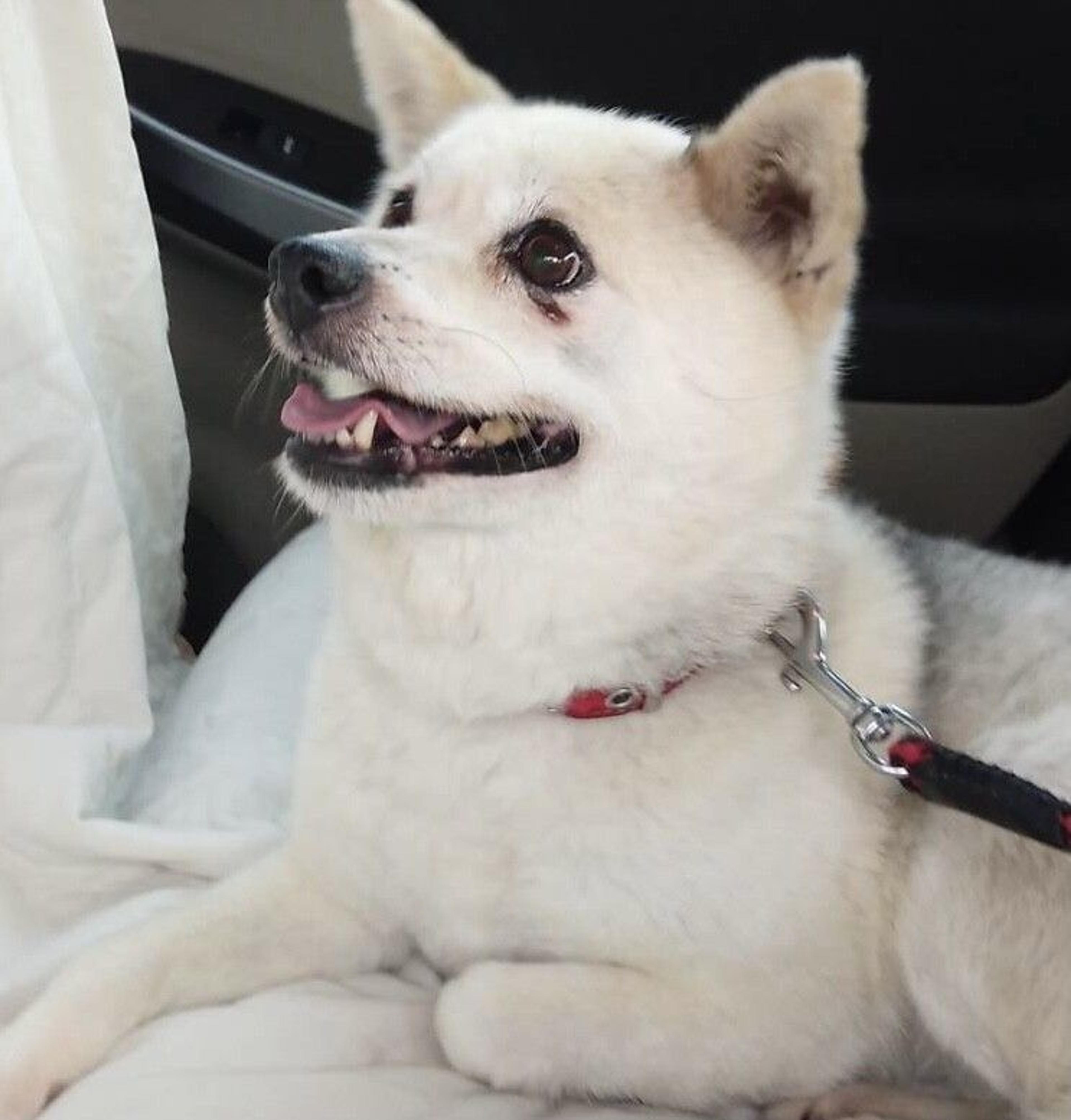 pet-image-2