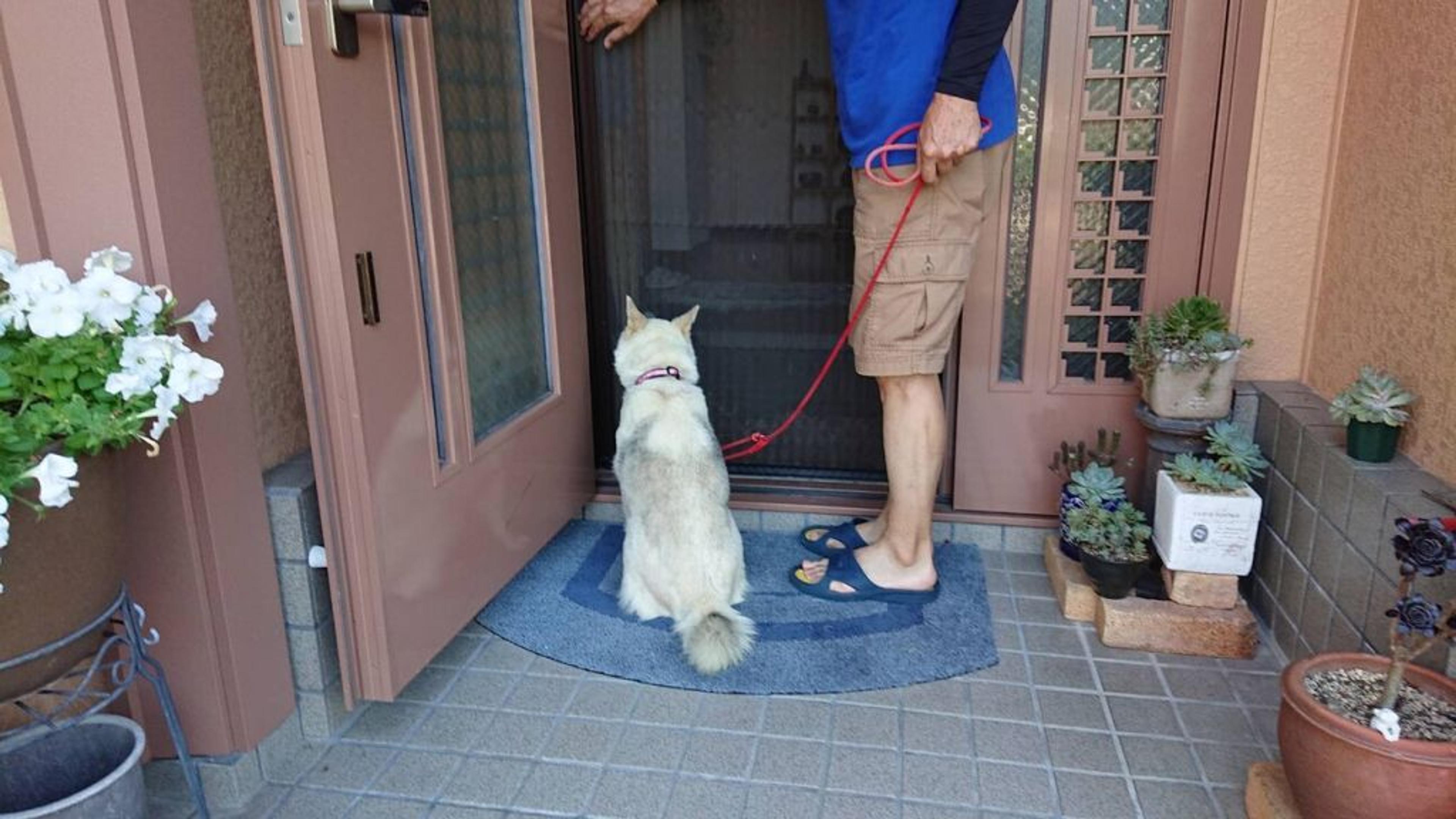 pet-image-4