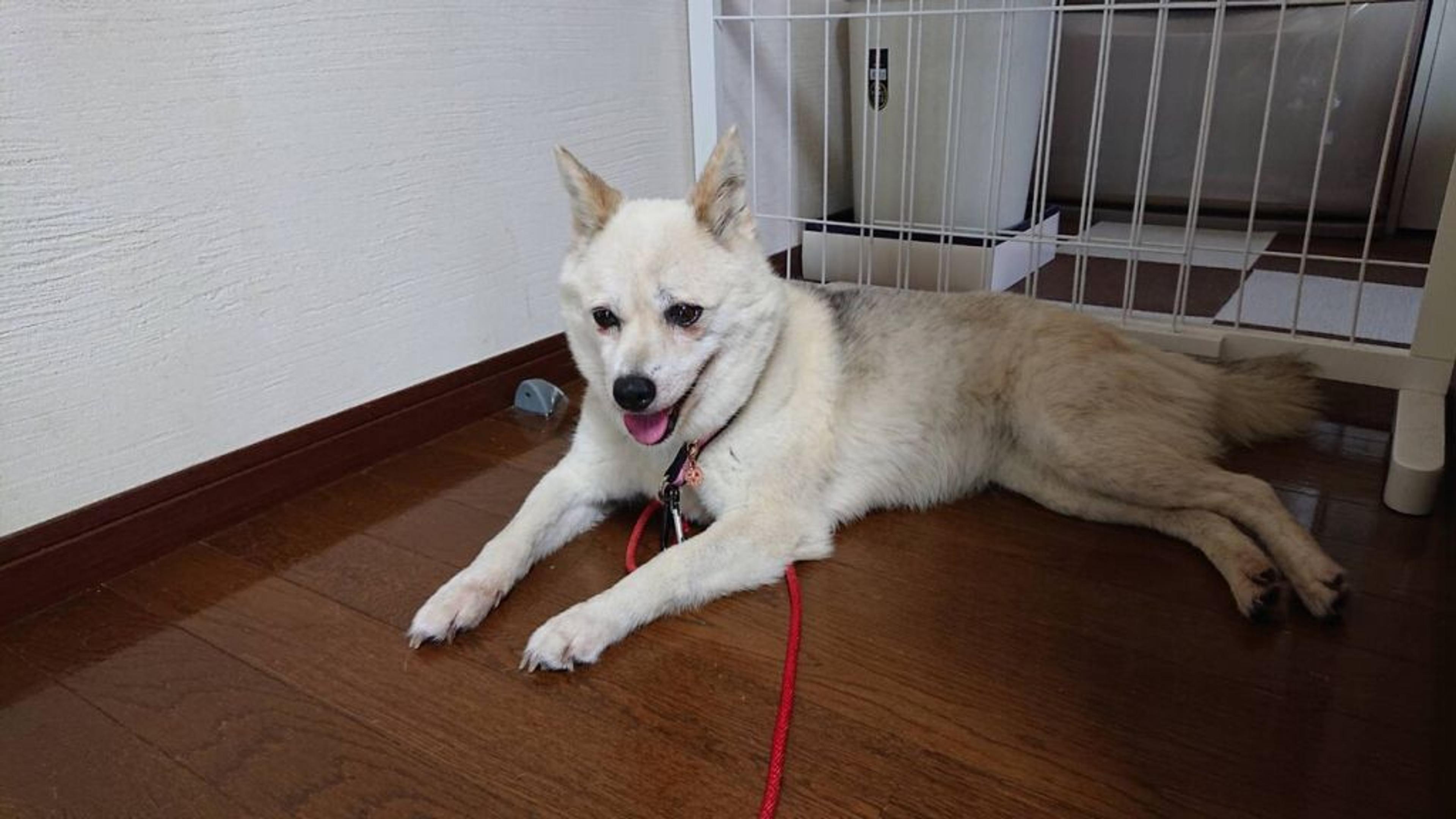 pet-image-5