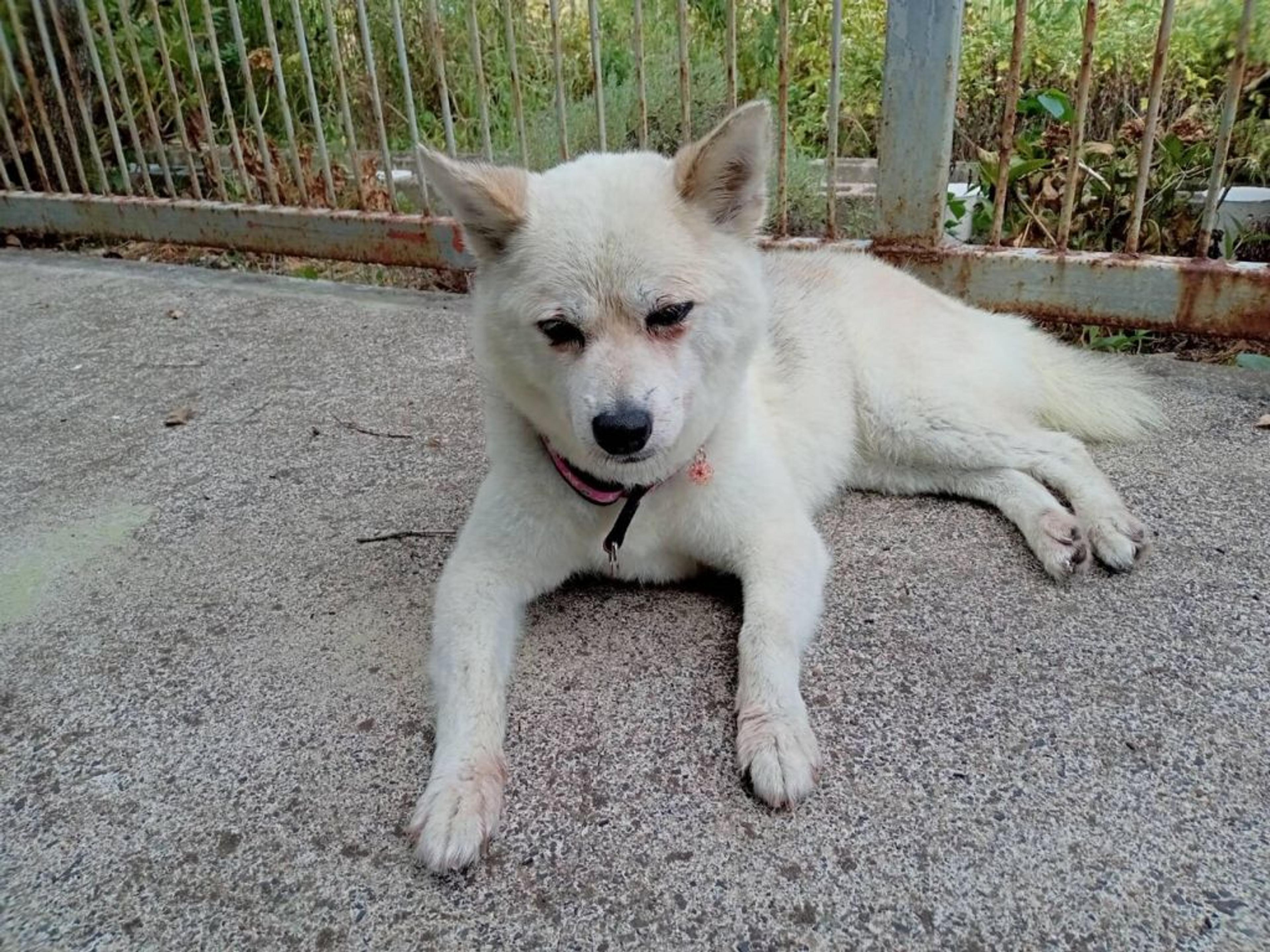 pet-image-6