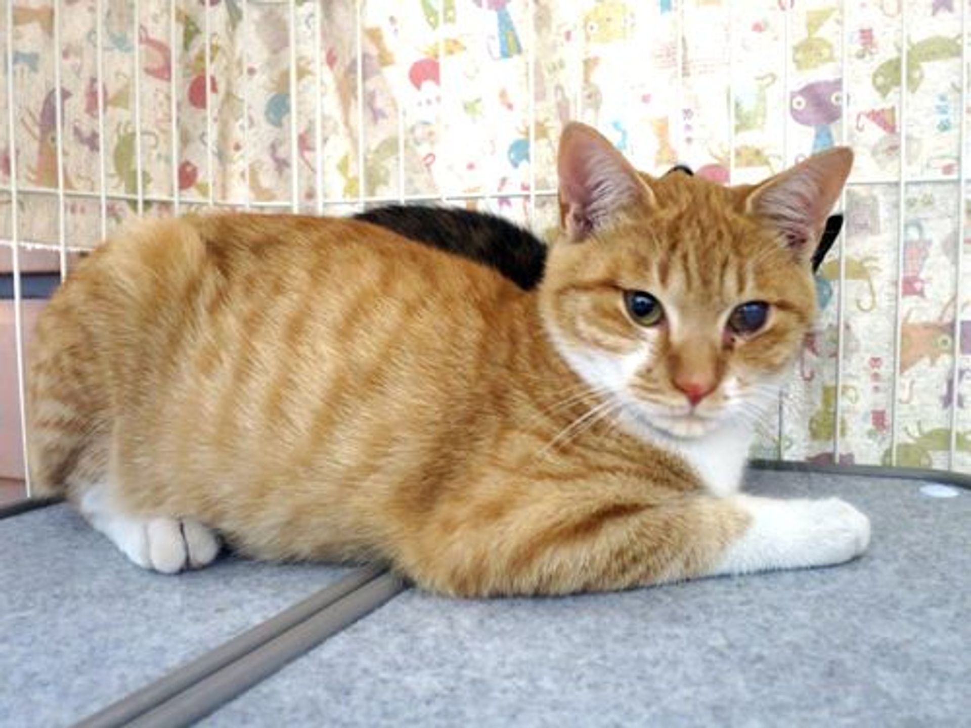 雑種（ミックス猫）・オスの里親募集の写真