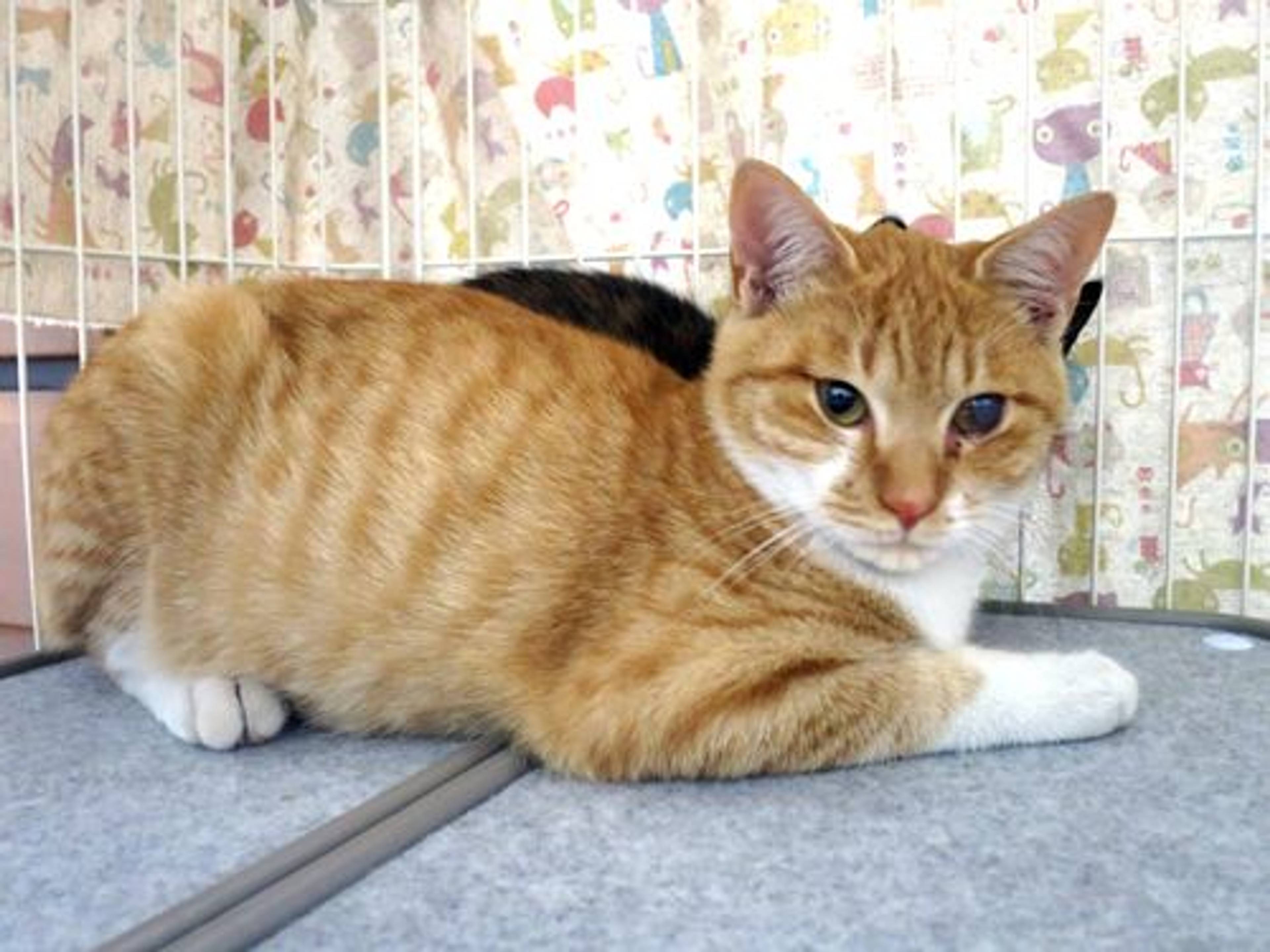 雑種（ミックス猫）・オスの里親募集の写真