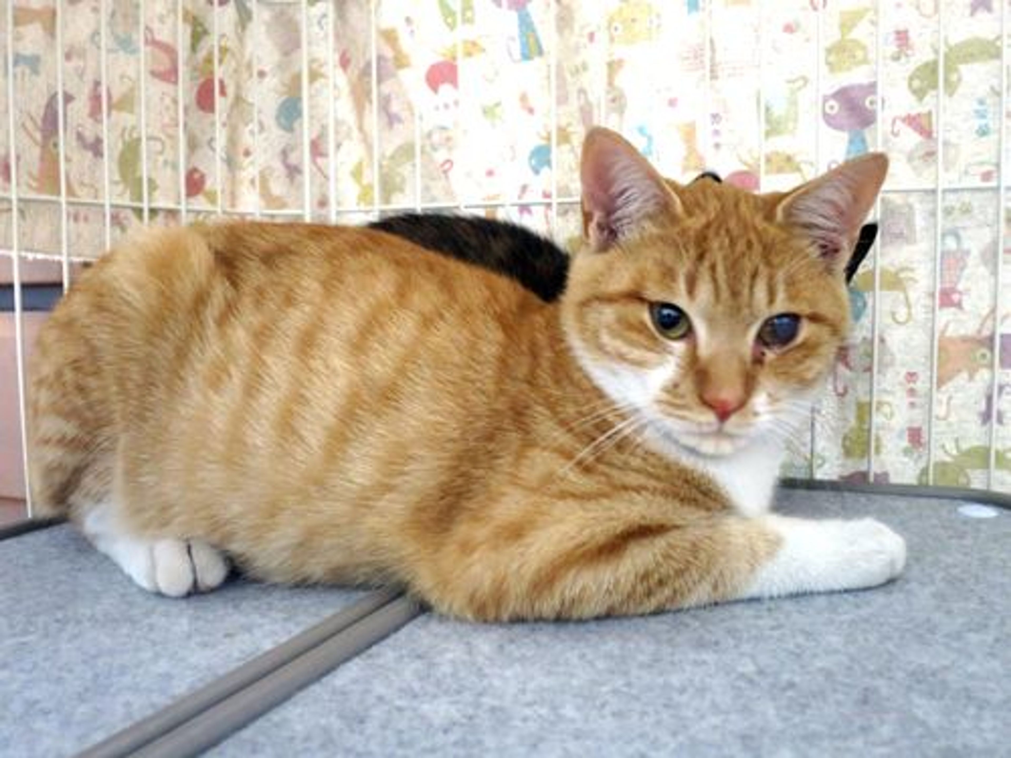 雑種（ミックス猫）・オスの里親募集の写真