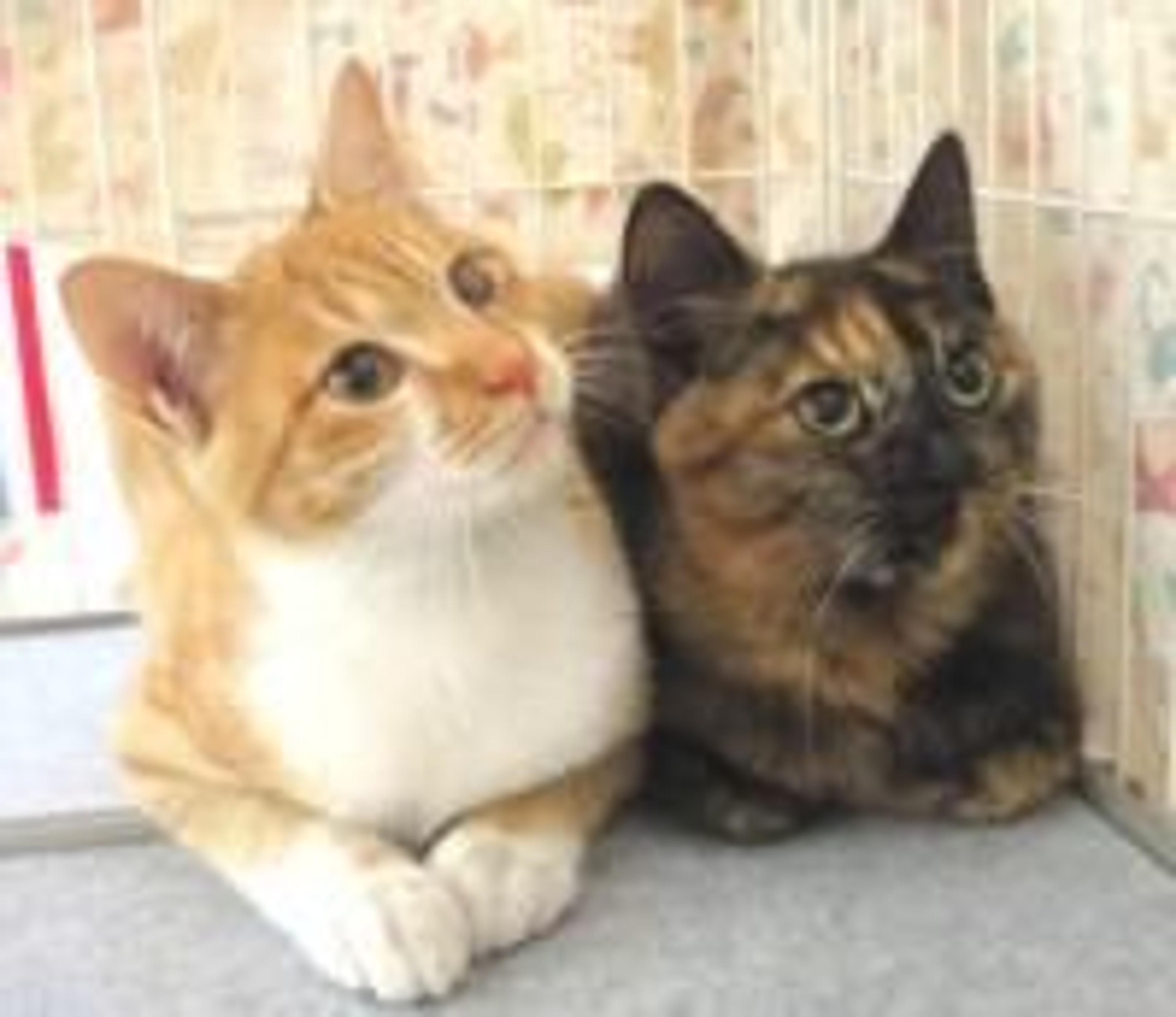 pet-image-2