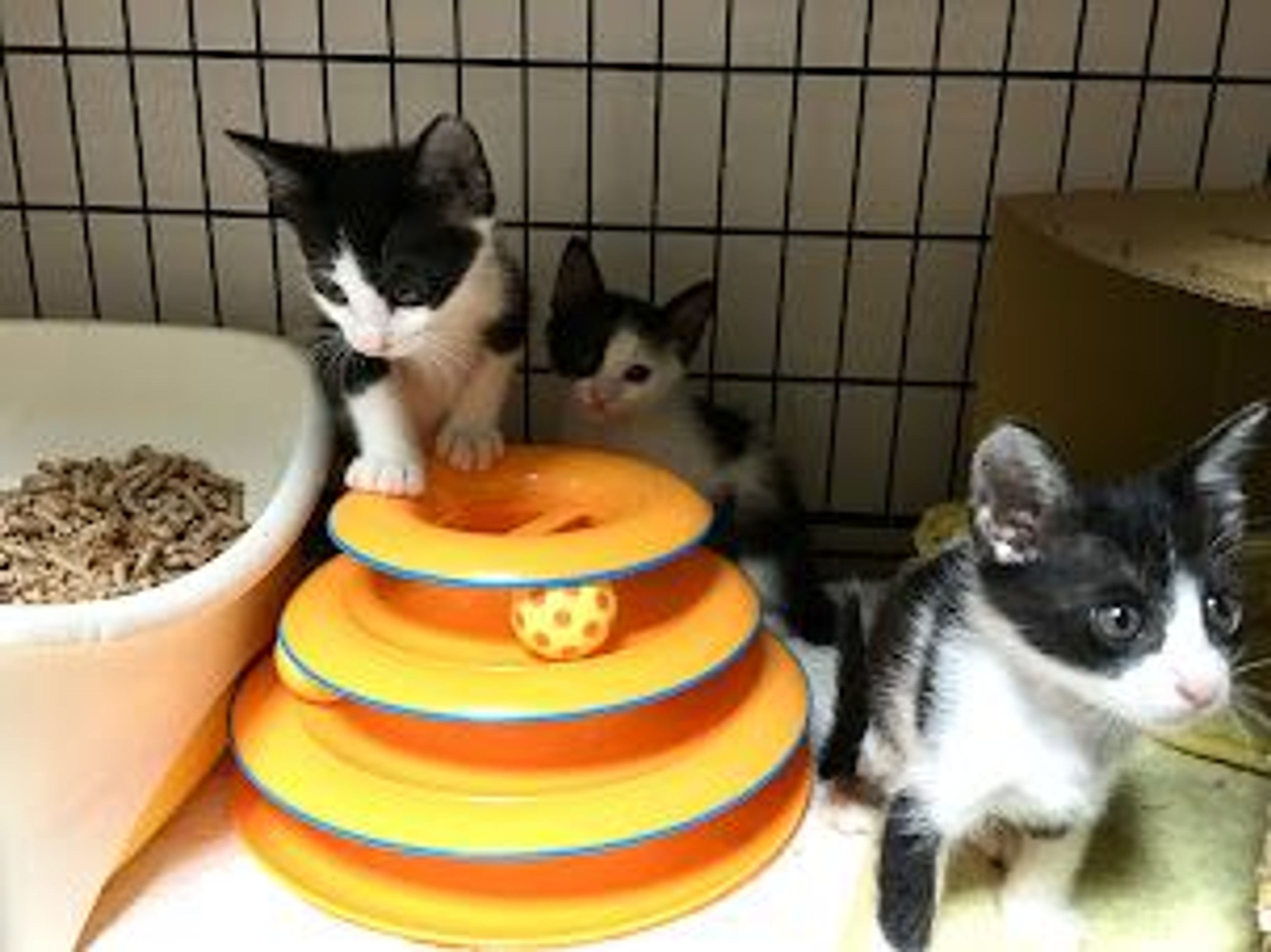 pet-image-6