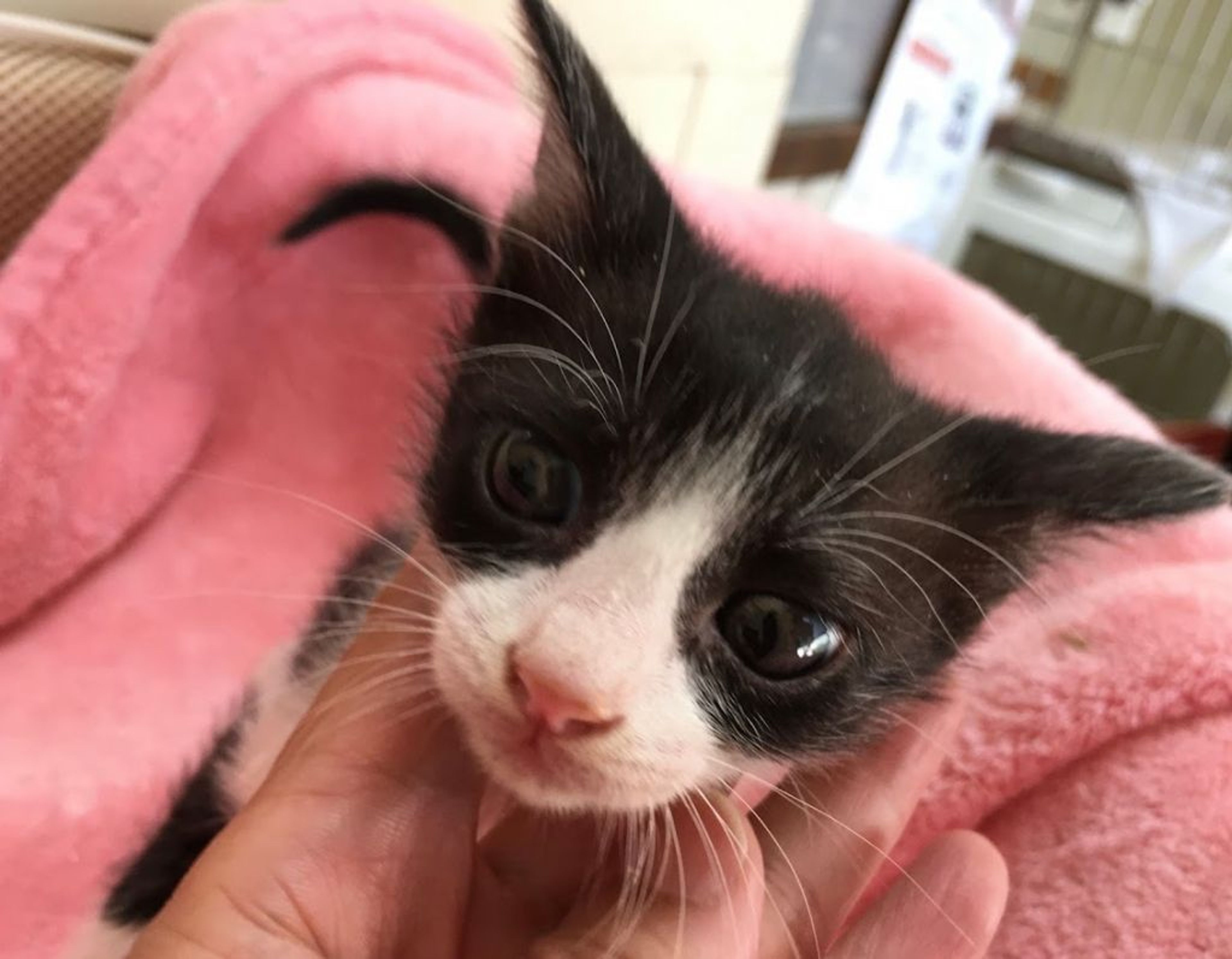 雑種（ミックス猫）・メスの里親募集の写真